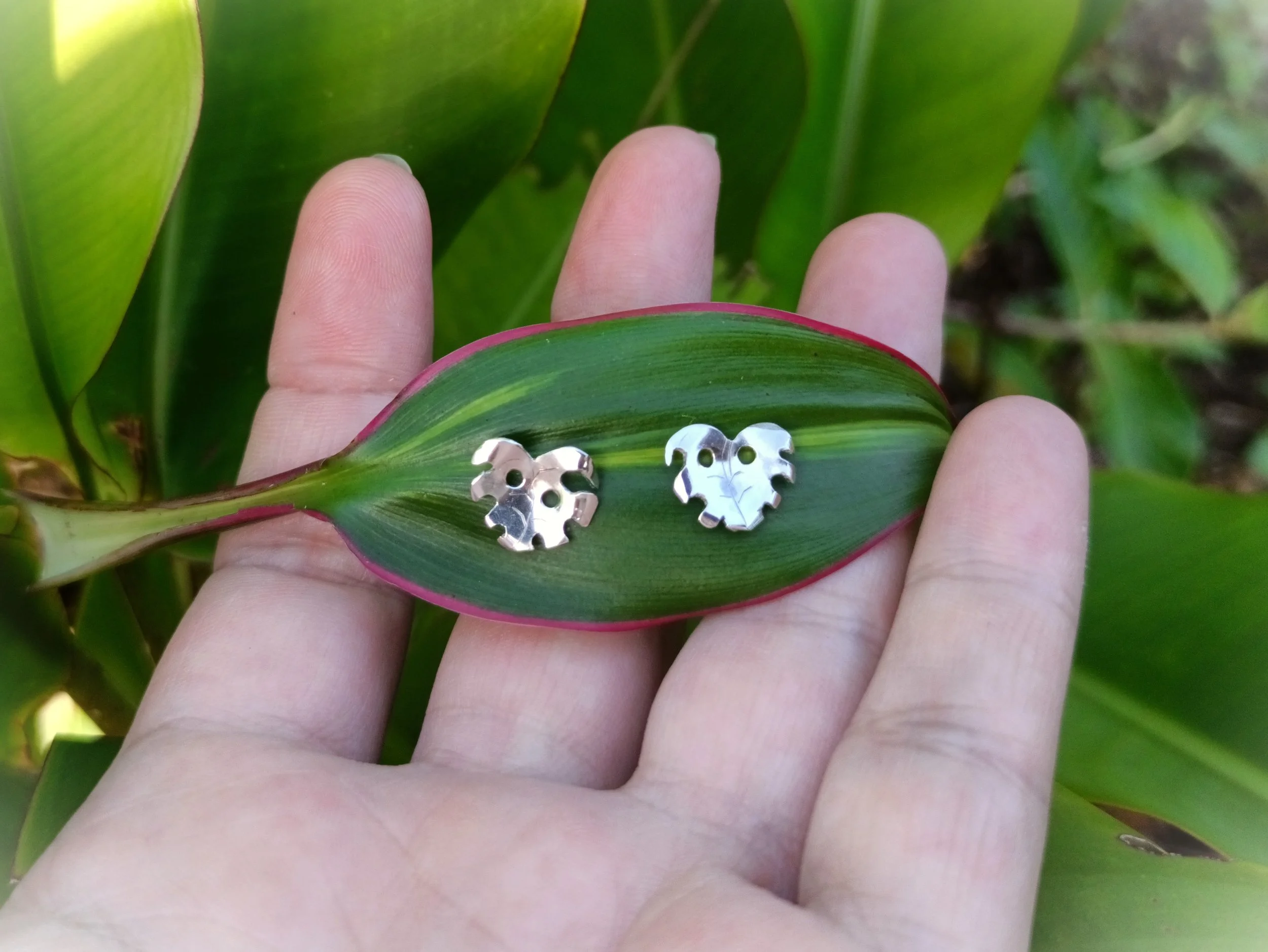Puces d'oreilles Monstera Deliciosa