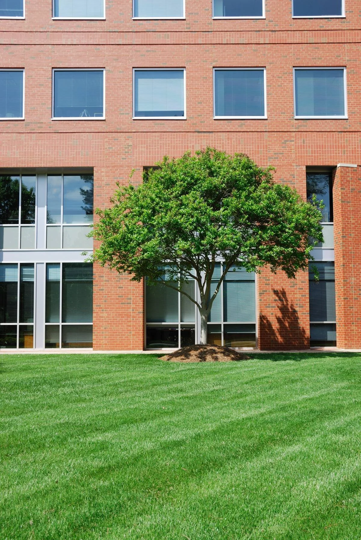 Manicured lawn and mulched tree bed in front of a multi-story brick office building