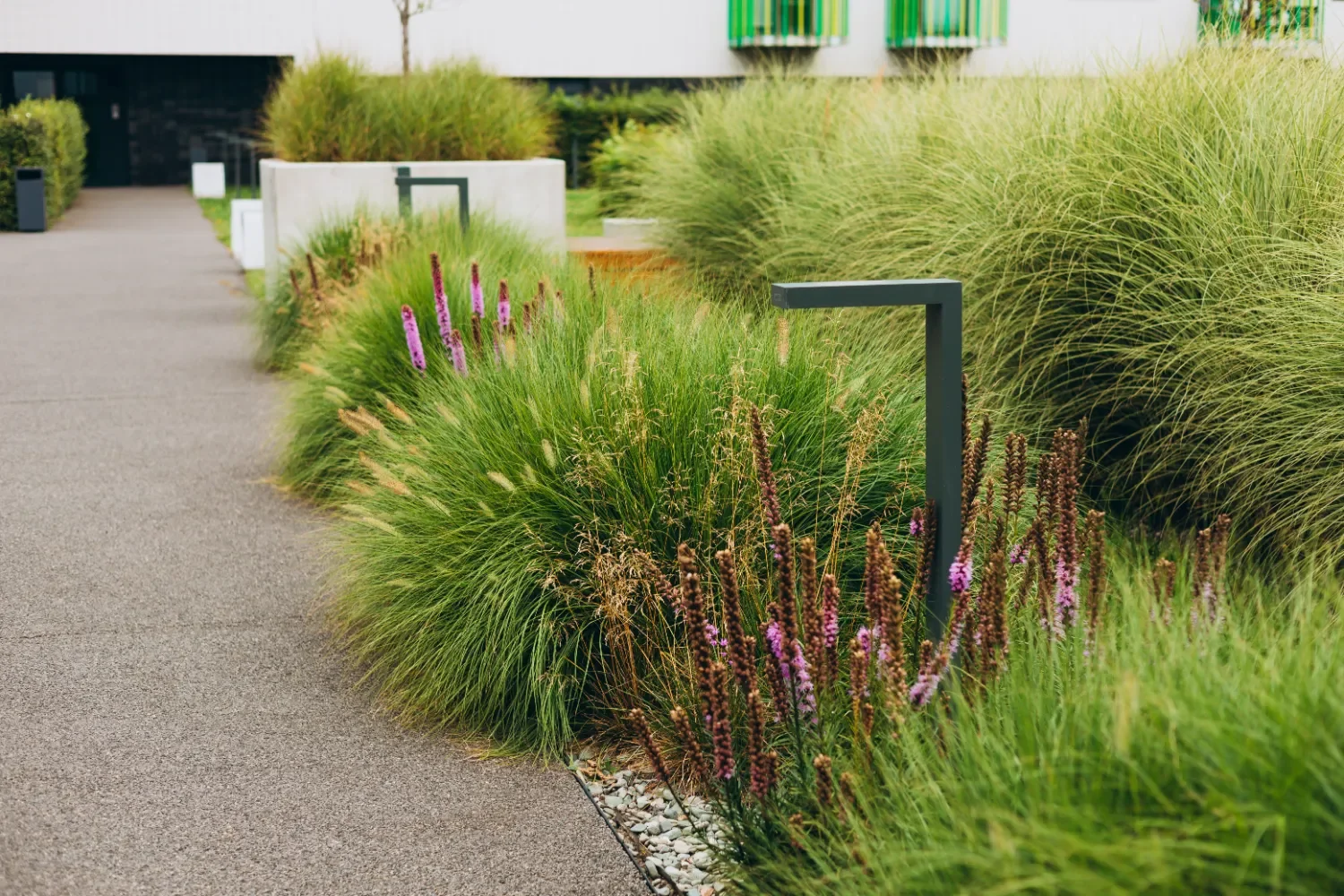 A sidewalk lined with green ornamental grasses and purple flowering plants, with modern building in the background.