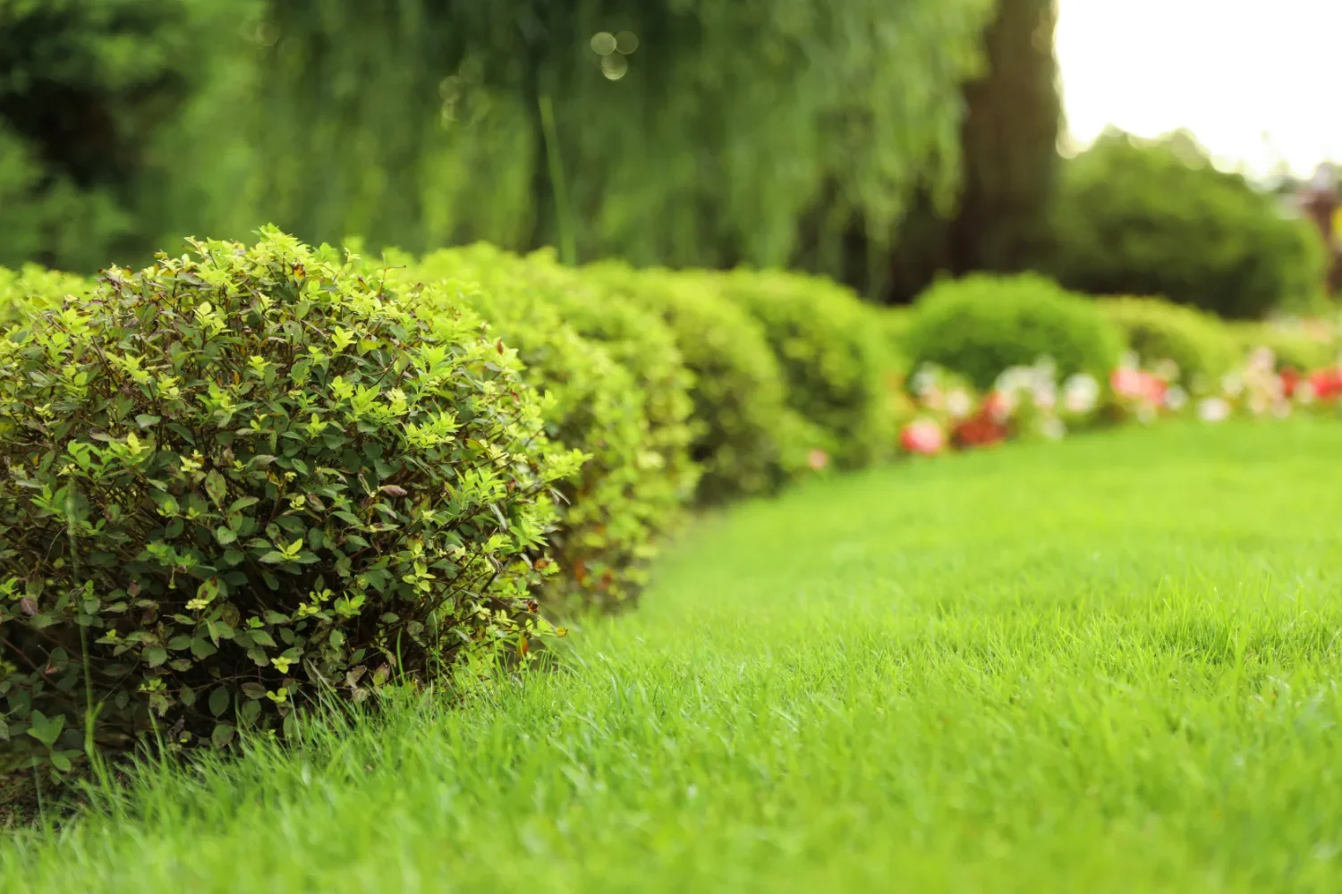 Neatly trimmed hedgerow alongside a lush green lawn with flowering shrubs and perennial border.