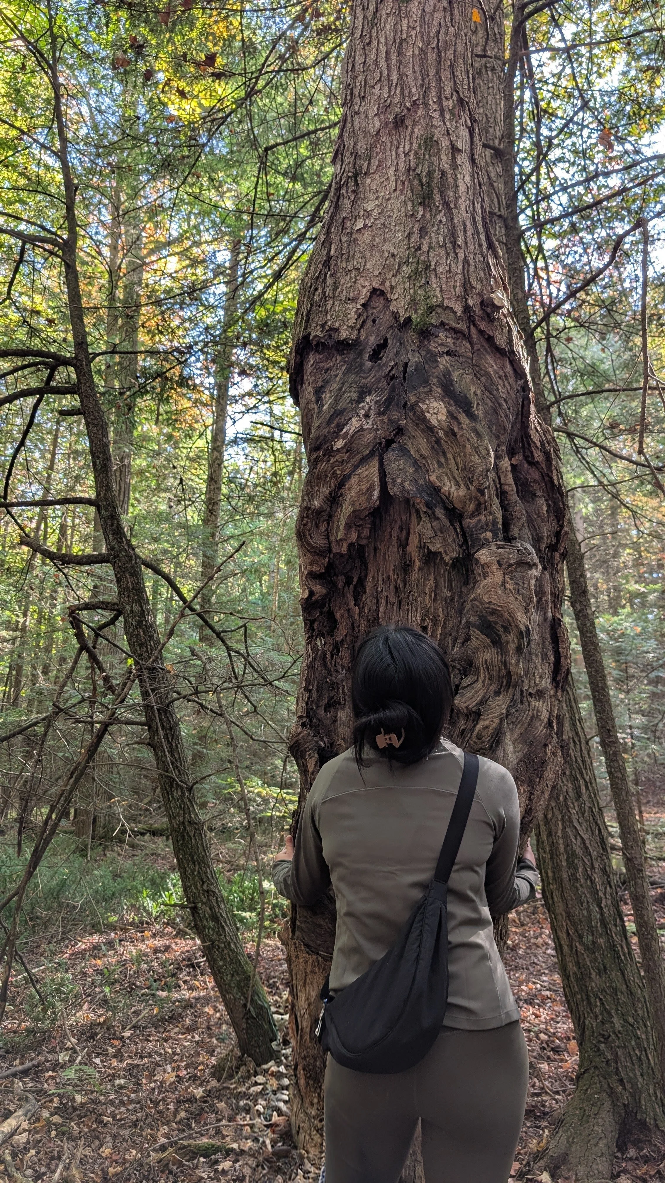 One is hugging an old tree with scars
