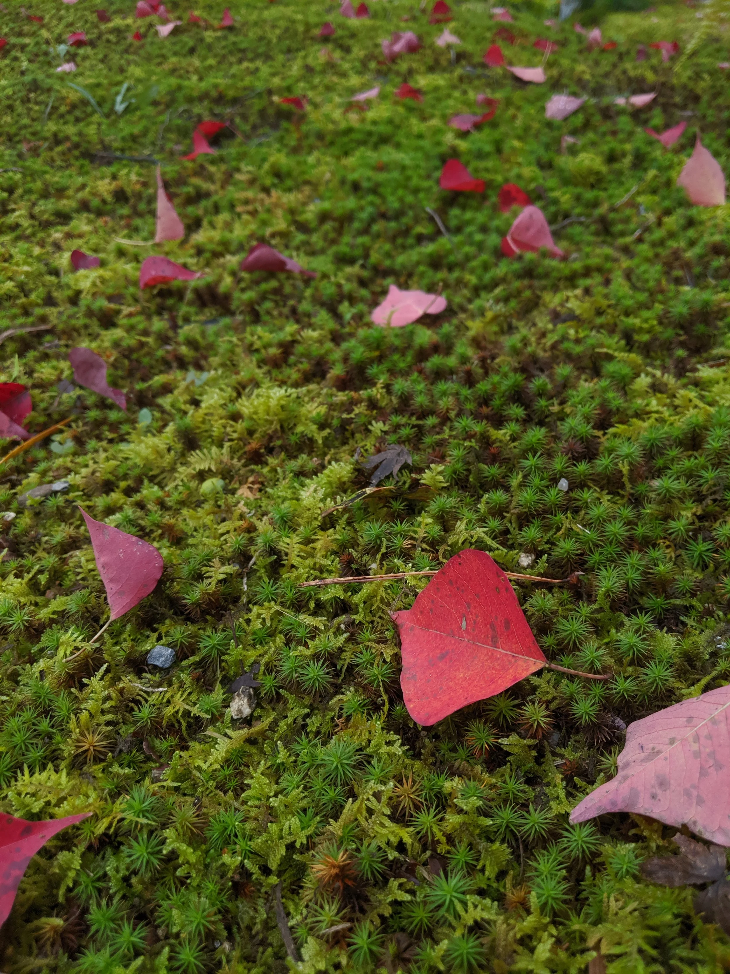 moss with fall leaves
