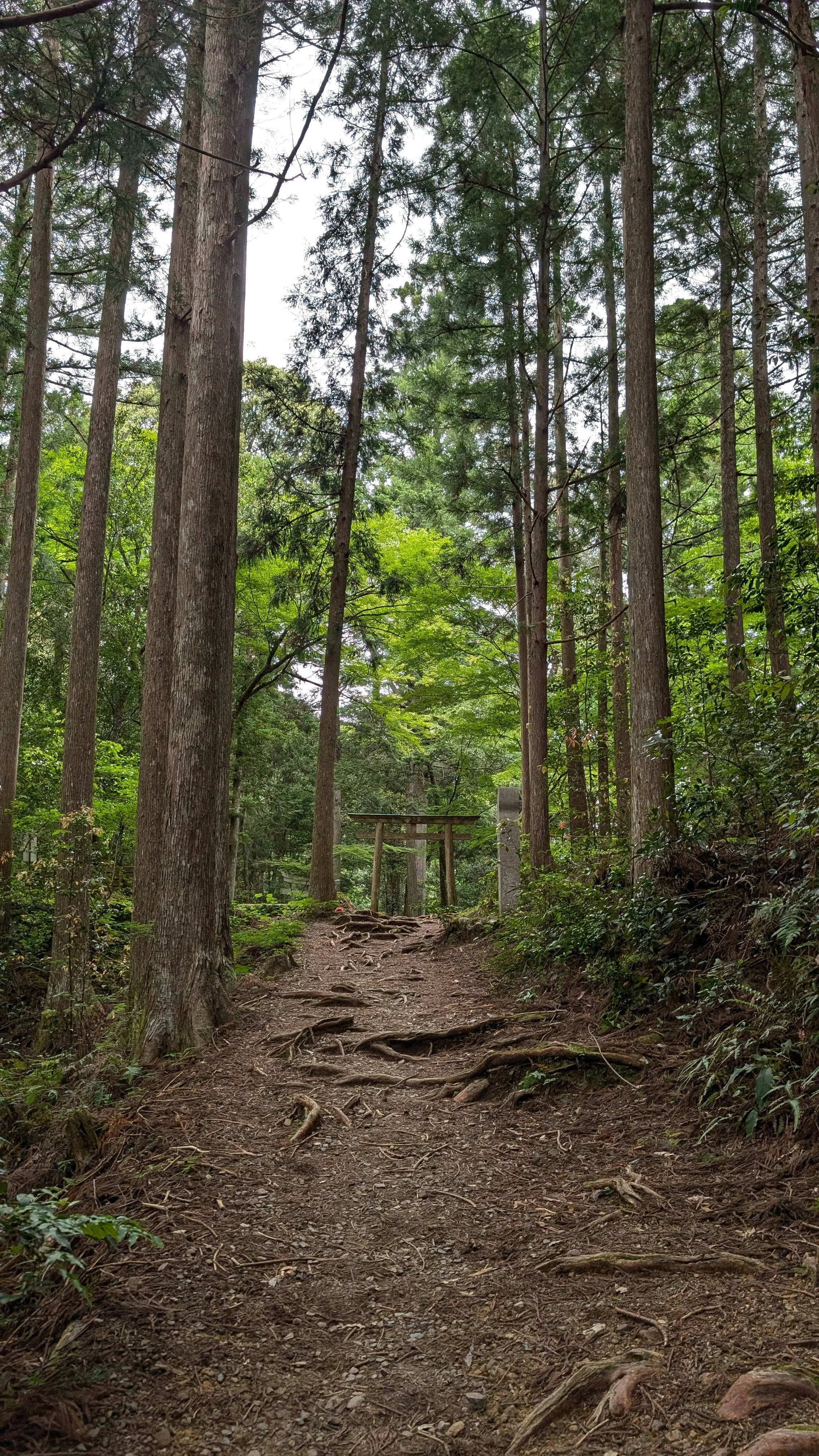 A forest trail passing a tori gate in Japan