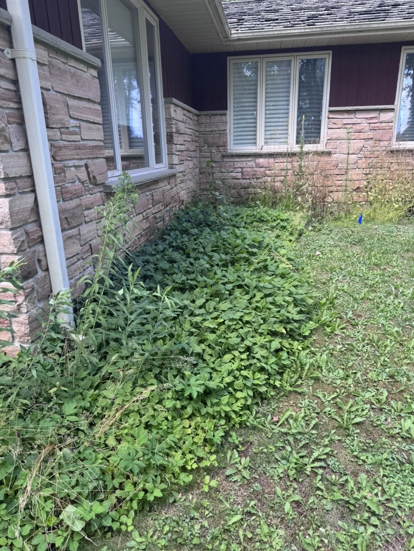 Garden2.jpg