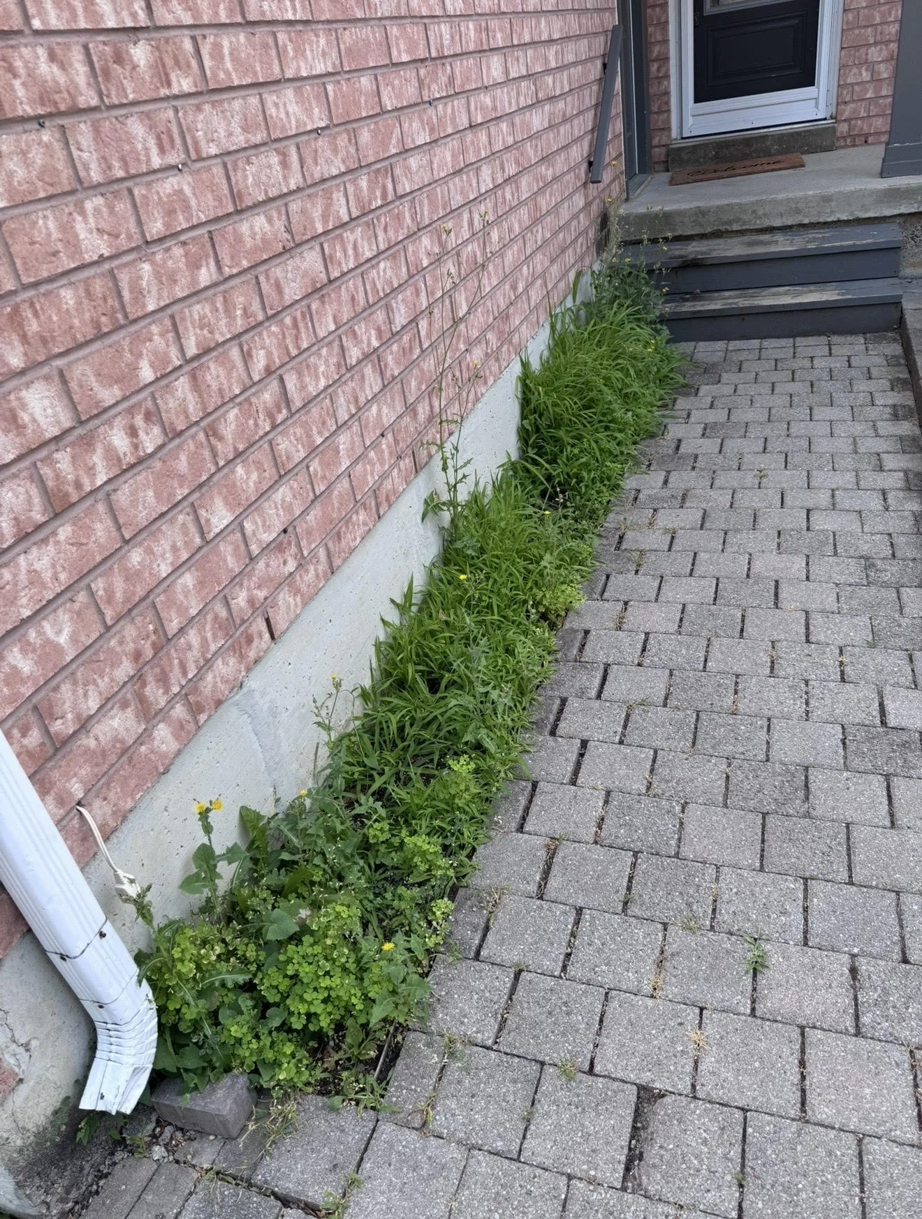 Garden 3.jpg