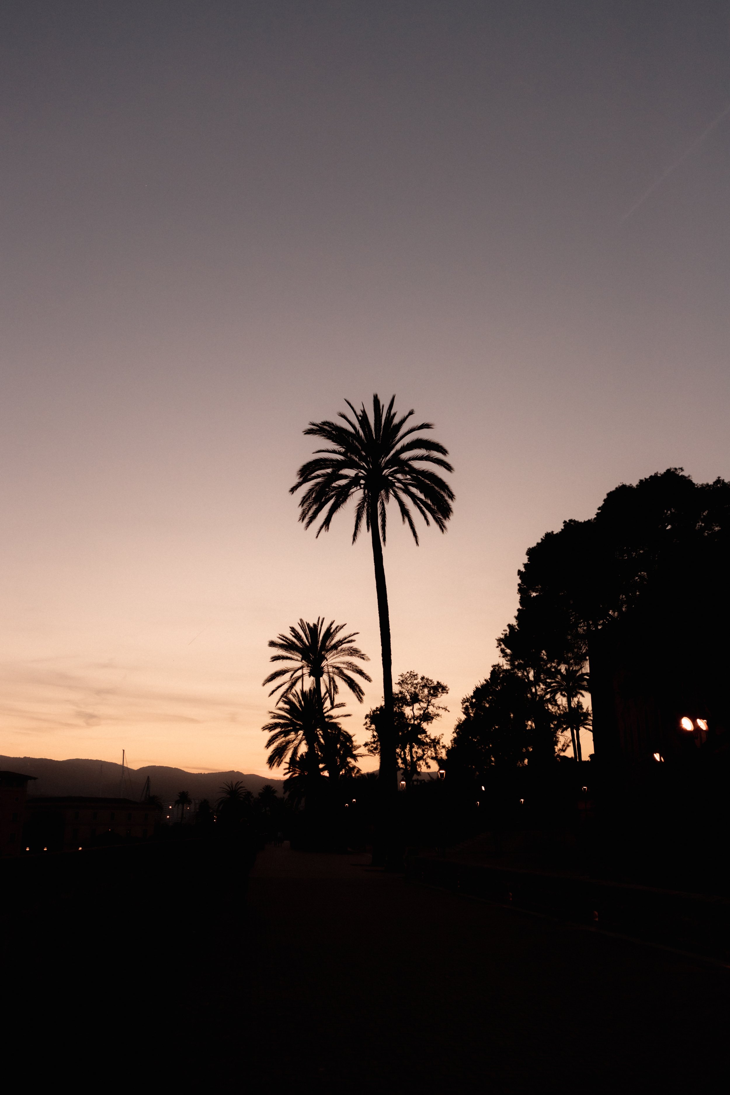 Silhouettes of tall palm trees against a pastel sunset sky with distant mountains and faint clouds.