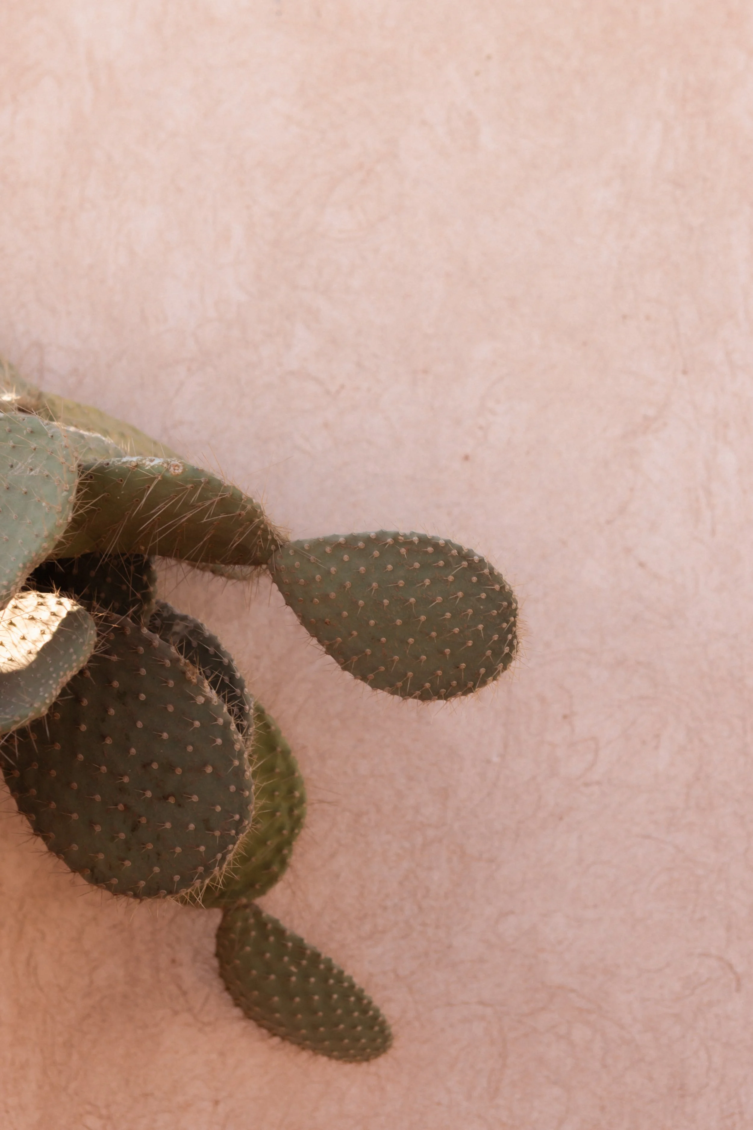 Close-up of cactus pads with spines on a light pink background.