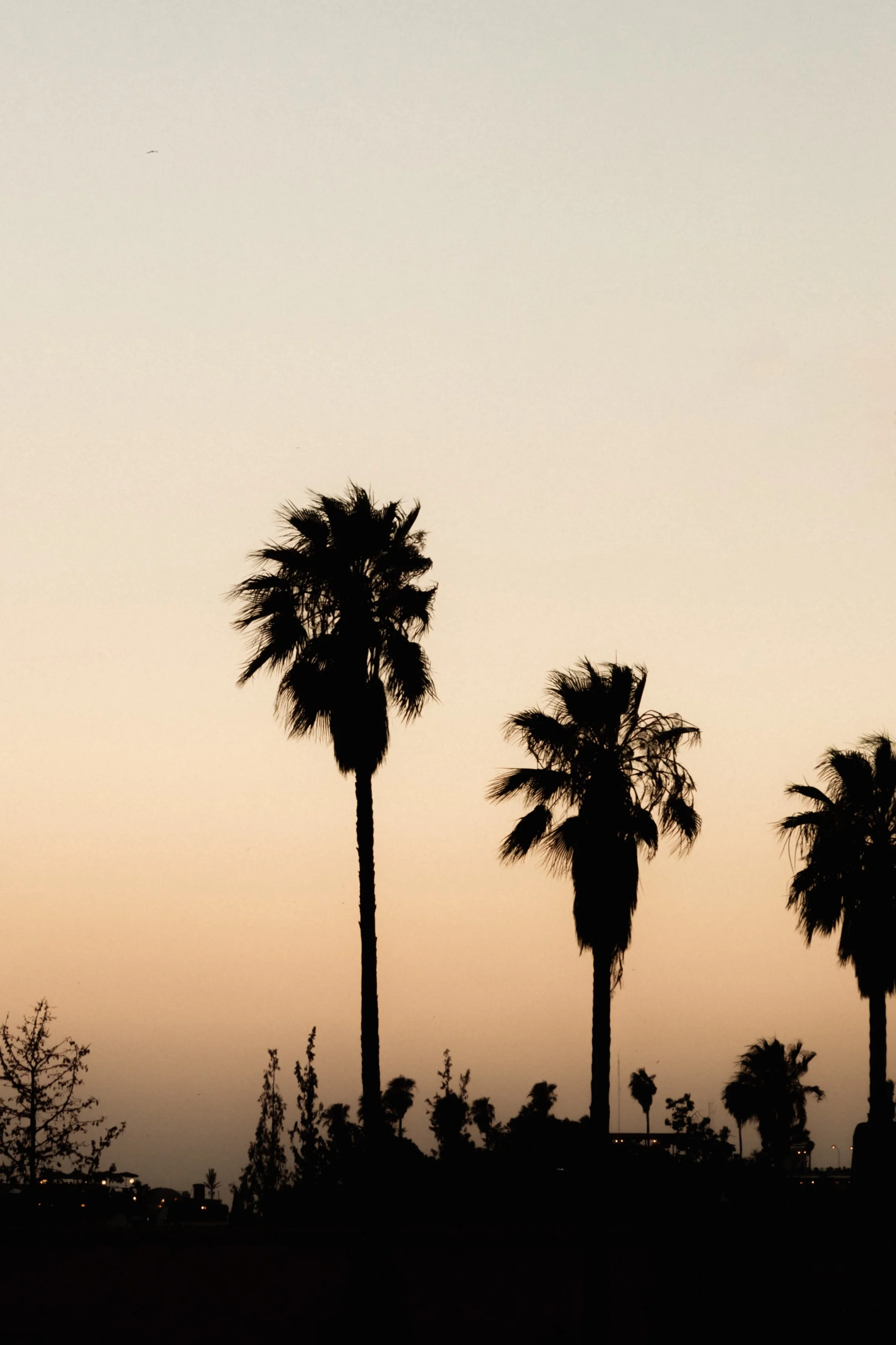 Silhouetted palm trees against a dusky sky with a faint orange hue, indicating sunset or sunrise.
