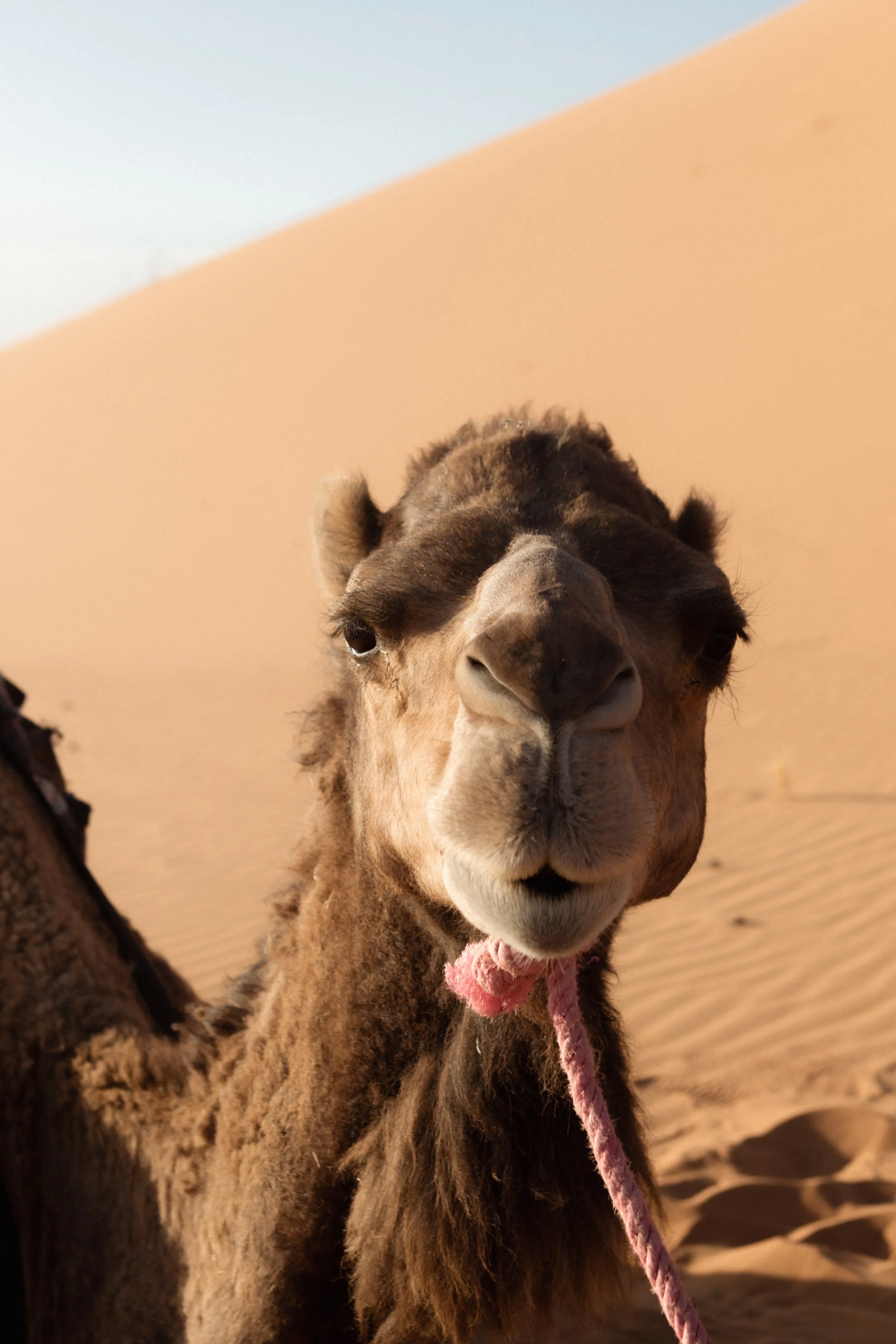 morocco-travel-sahara-by-diavoller-191.jpg