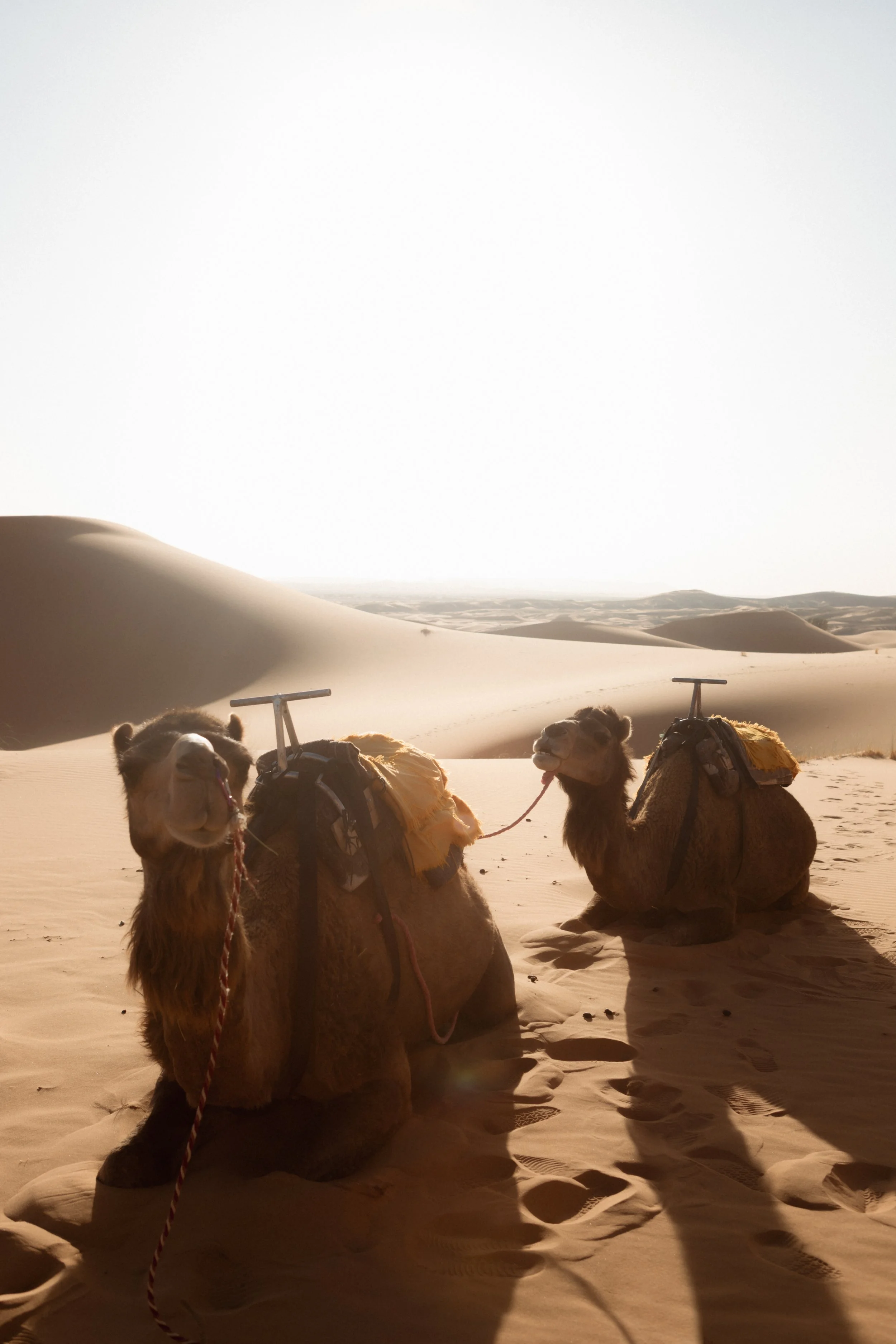 morocco-travel-sahara-by-diavoller-188.jpg