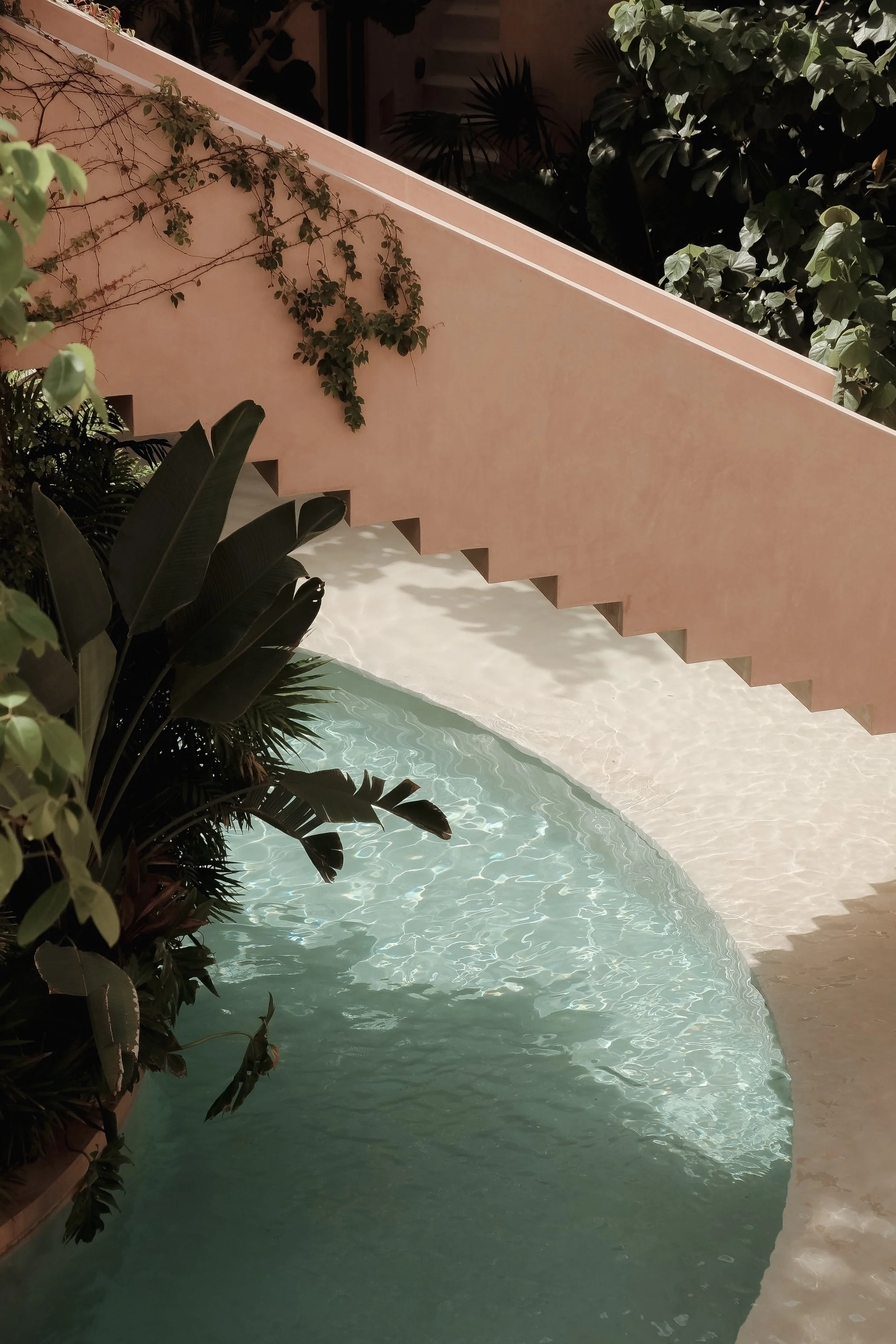 A view of a swimming pool with clear water next to a pink stucco wall. The wall has climbing plants and lush green foliage, including broad-leafed plants and smaller vine-like plants, creating a tropical atmosphere.