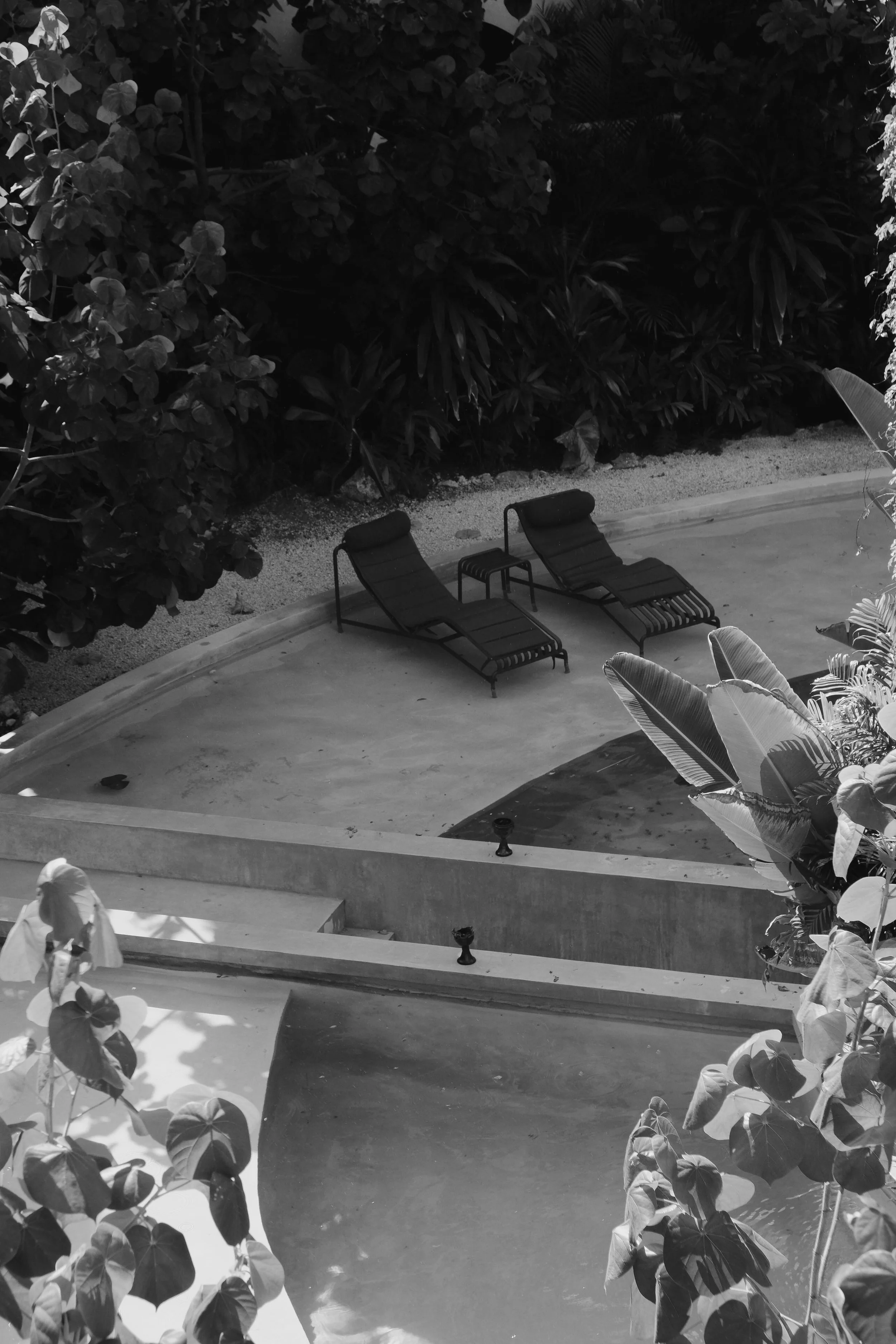 Two lounge chairs and a small table placed on a pool deck surrounded by lush dense tropical foliage in black and white.