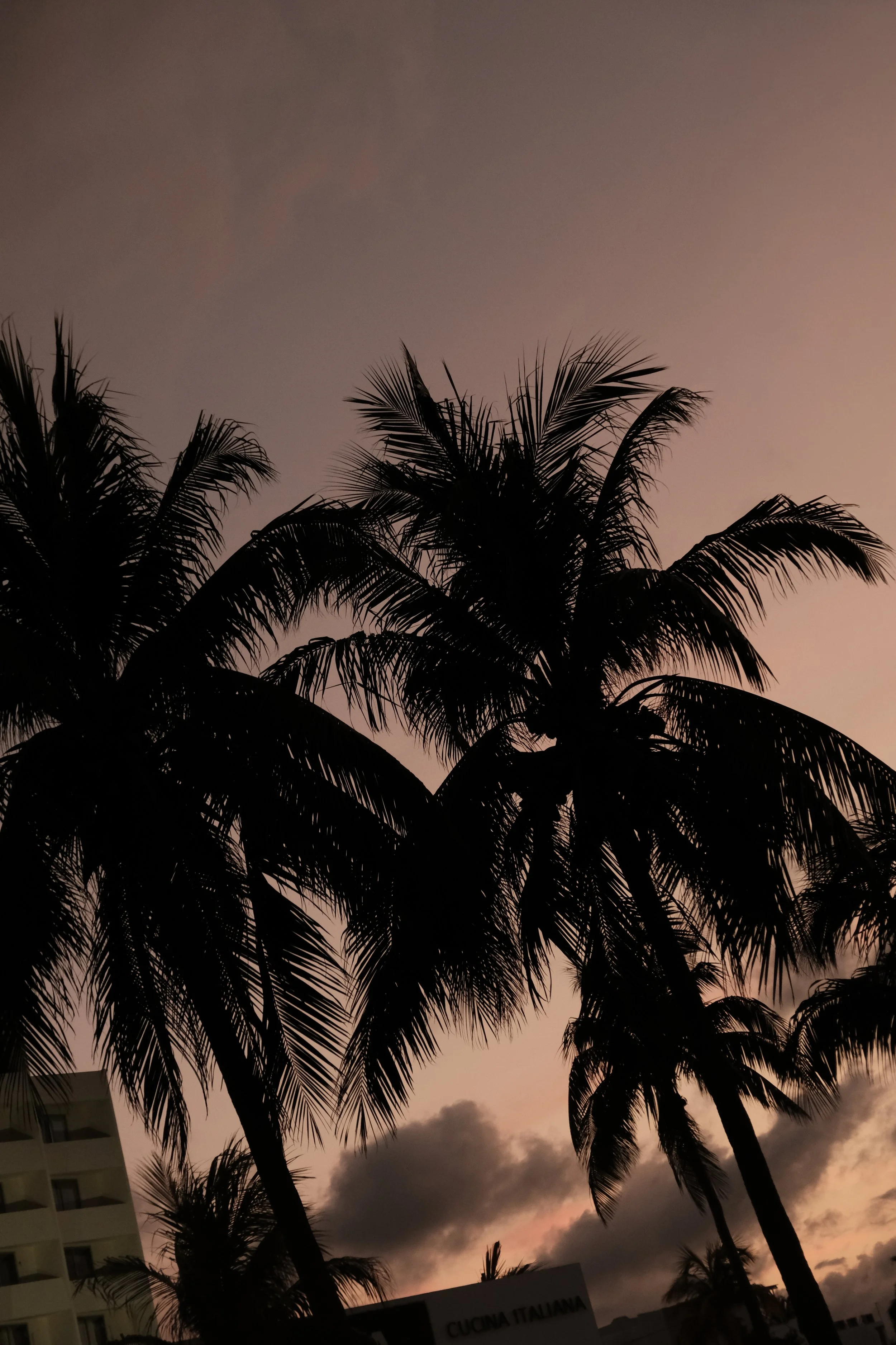Silhouetted palm trees against a pink and purple sunset sky with clouds.