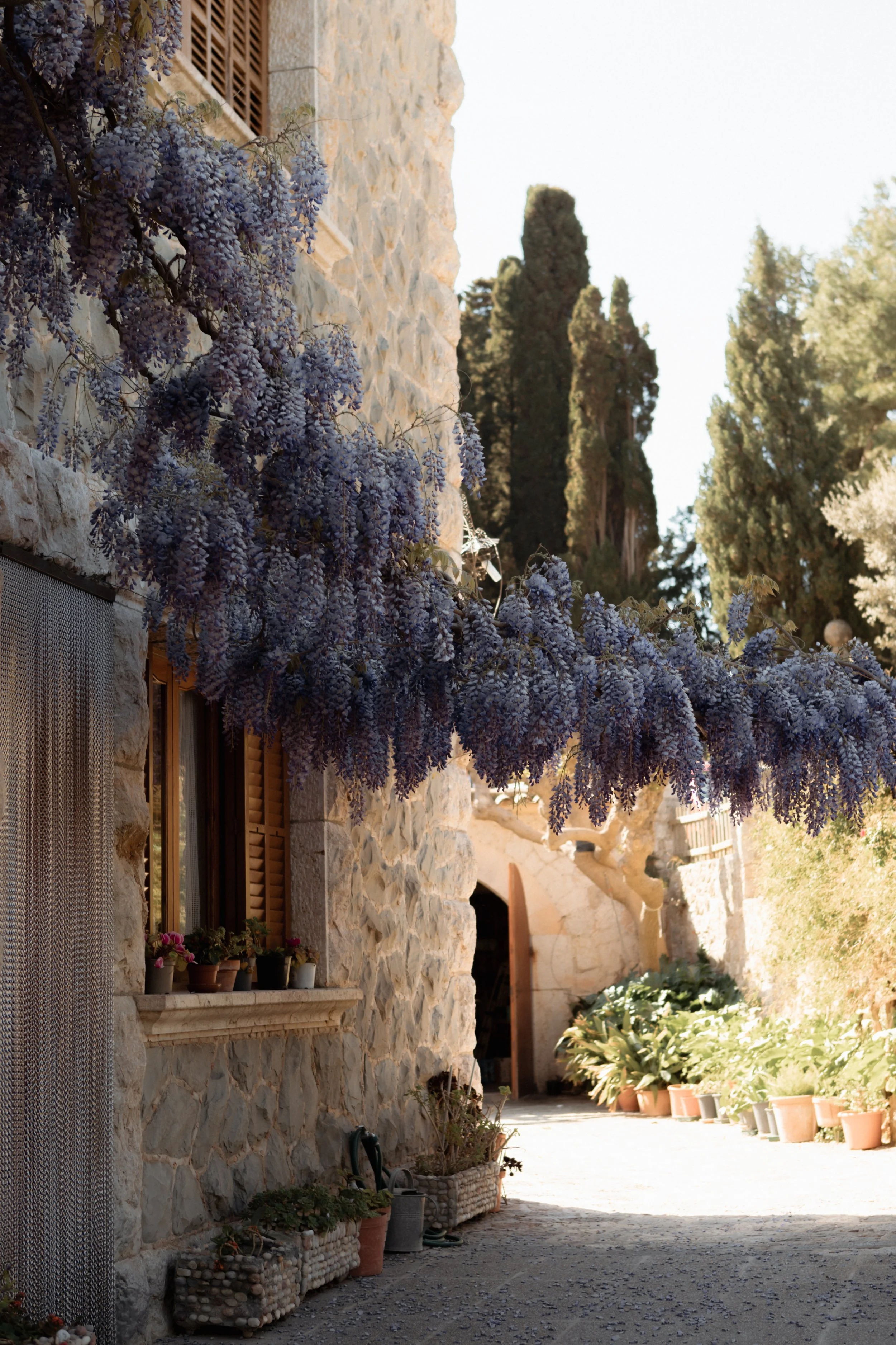 A stone building with wooden window shutters, surrounded by potted plants, with purple wisteria flowers hanging from the roof, and tall trees in the background.