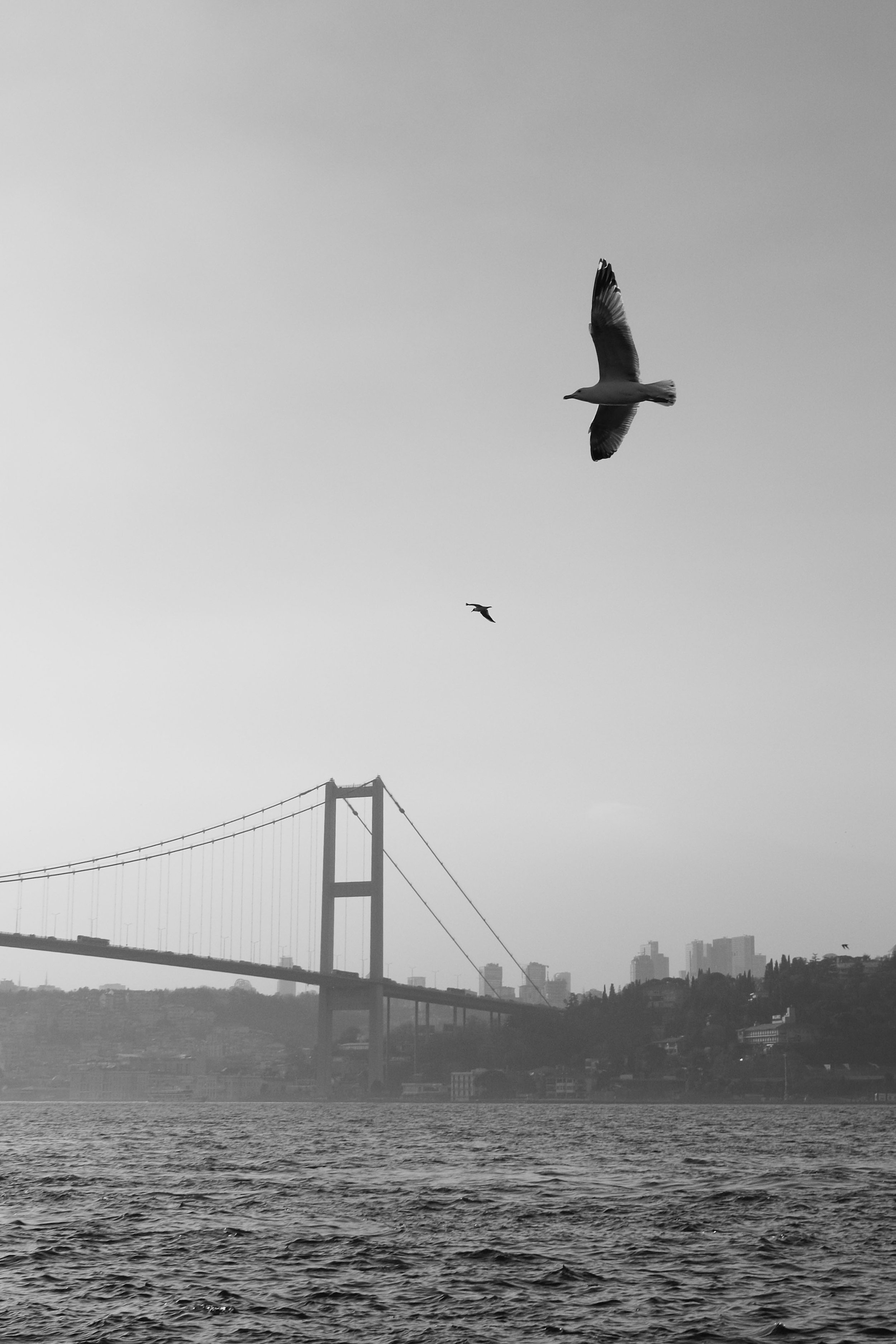Black and white photo of a large bridge over water with city buildings in the background, and two birds flying in the sky.