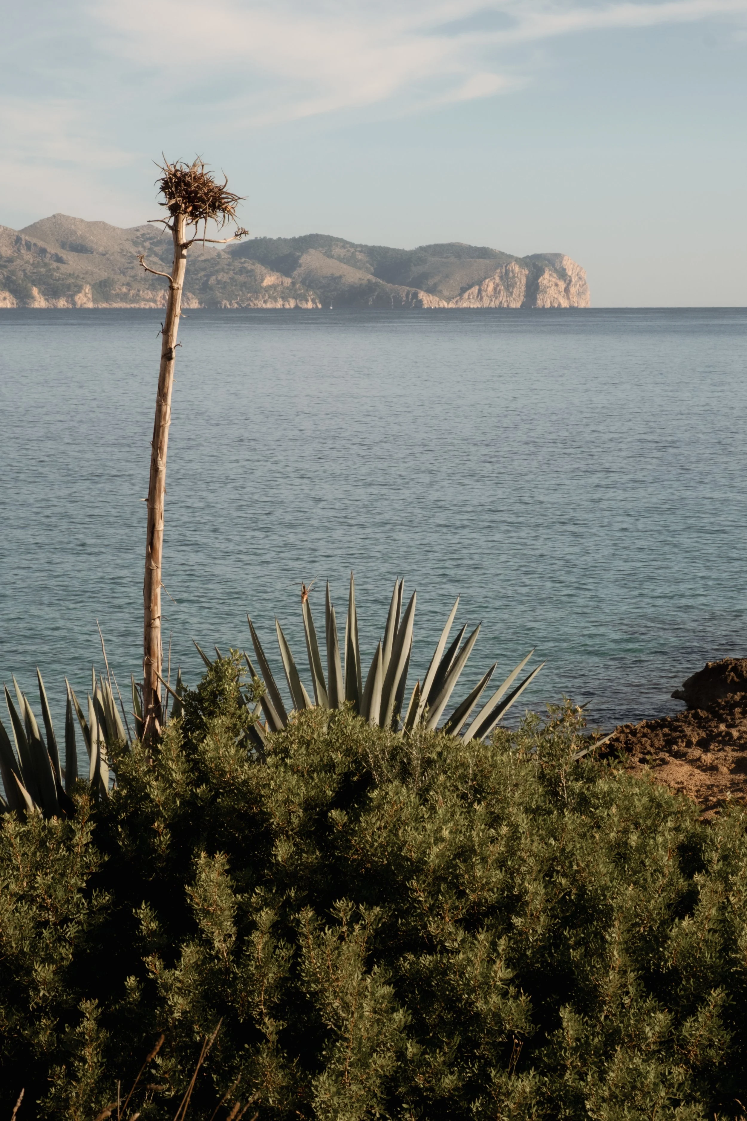 A seascape with a dry, leafless tree in the foreground, green bushes, and agave plants. Calm waters extend to distant rocky hills and islands under a partly cloudy sky.