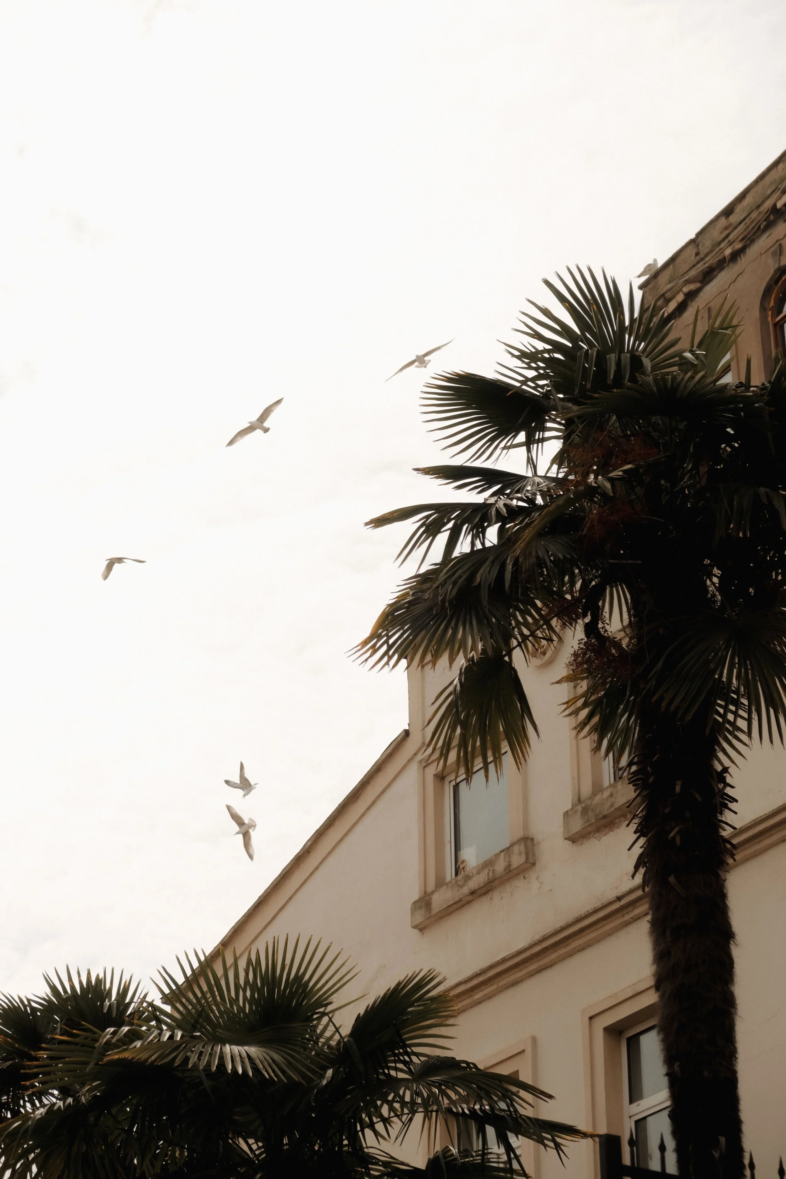 A corner of a building with a beige facade, two windows, and decorative moldings, with a tall palm tree and several seagulls flying in the overcast sky.