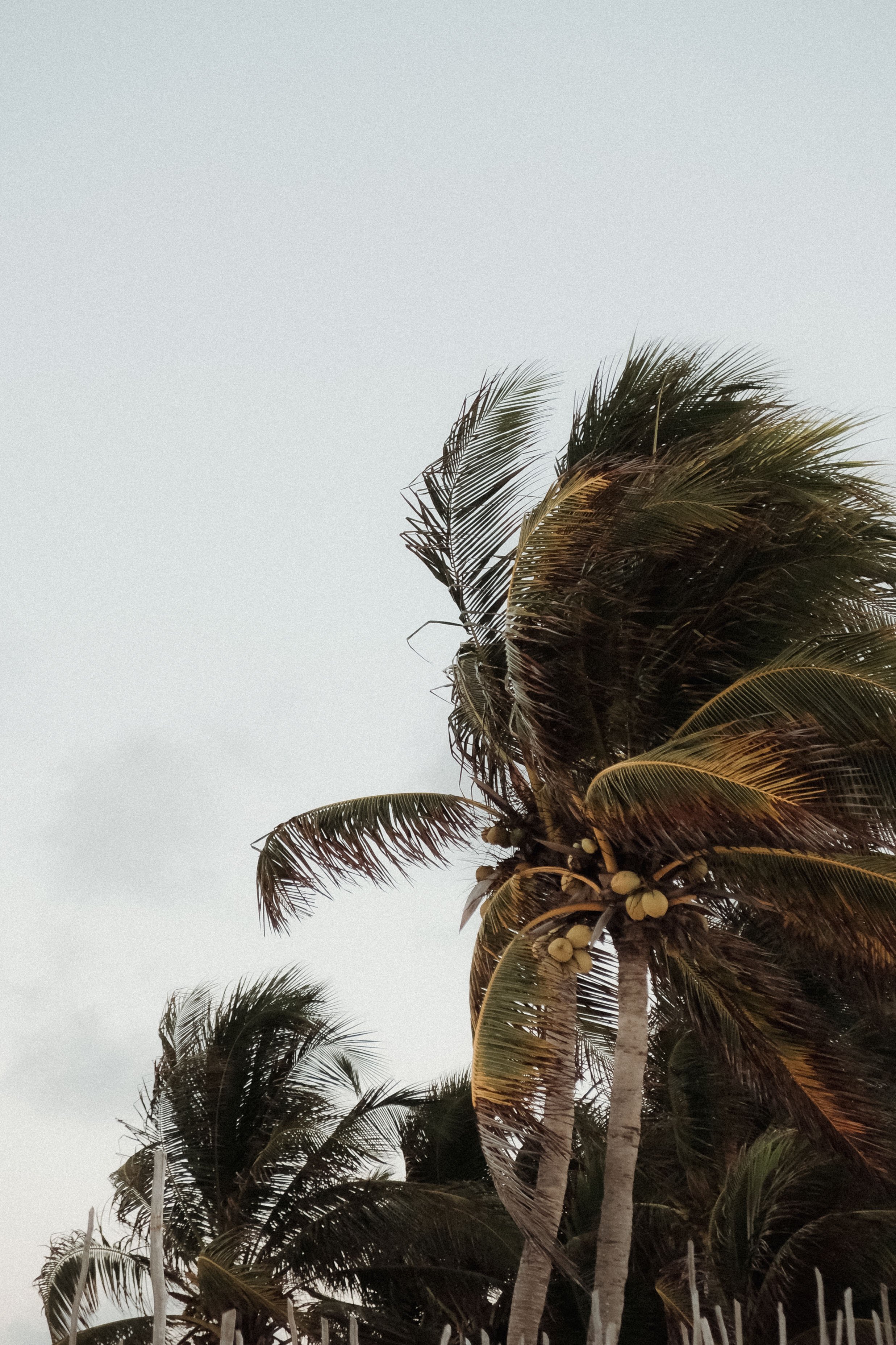 Tall palm trees with green and brown fronds, some coconuts visible, under an overcast sky.