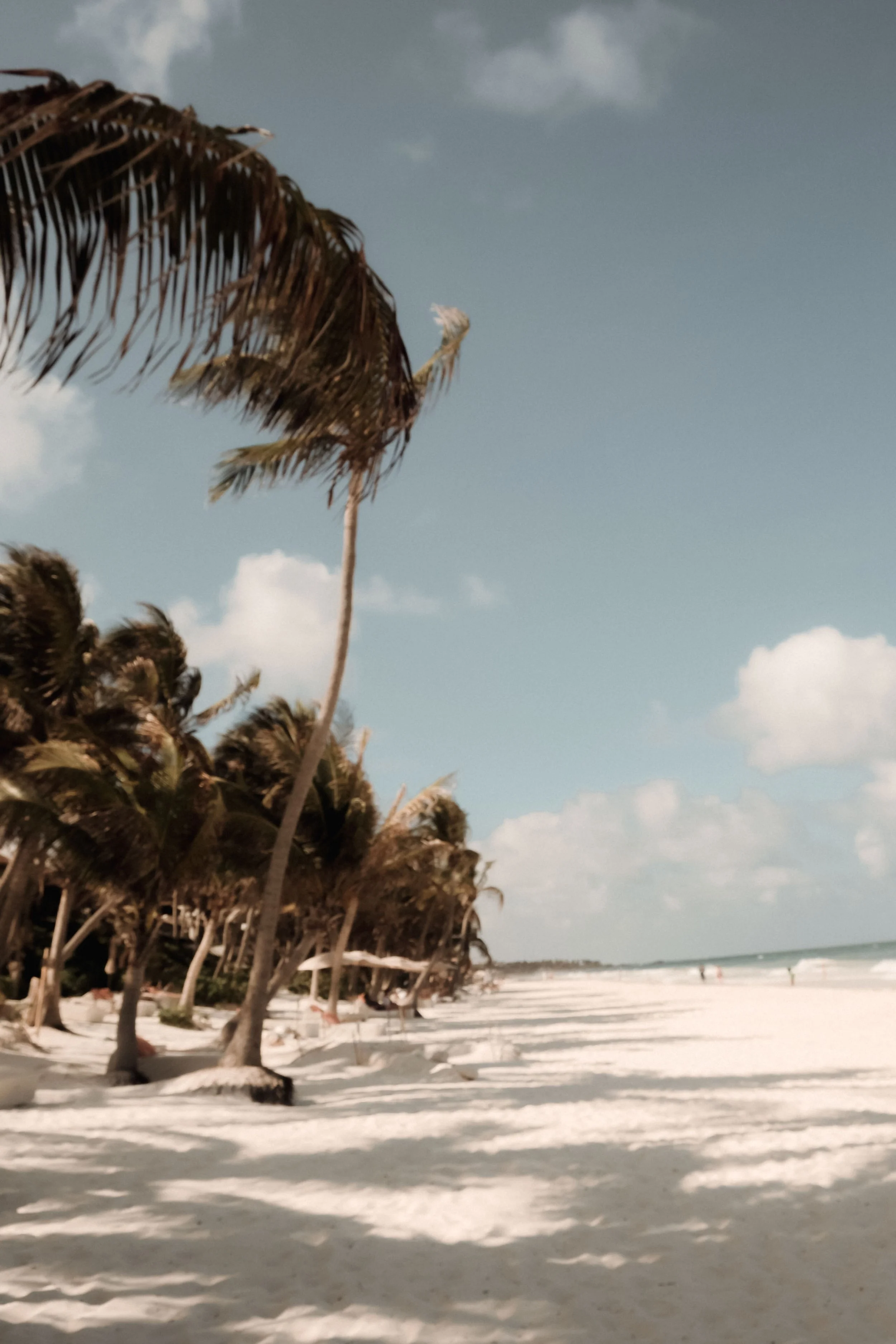 Beach scene with a row of dried palm trees along the sandy shore, blue sky with a few clouds, and ocean waves in the background.
