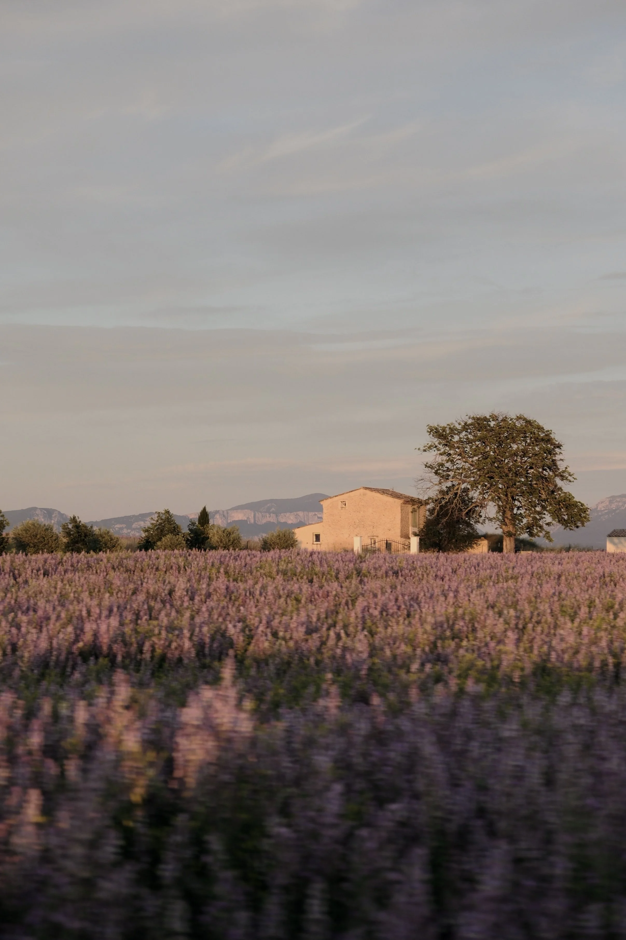 A field of blooming lavender flowers in front of a house with a large tree, with mountains in the background and a partly cloudy sky.