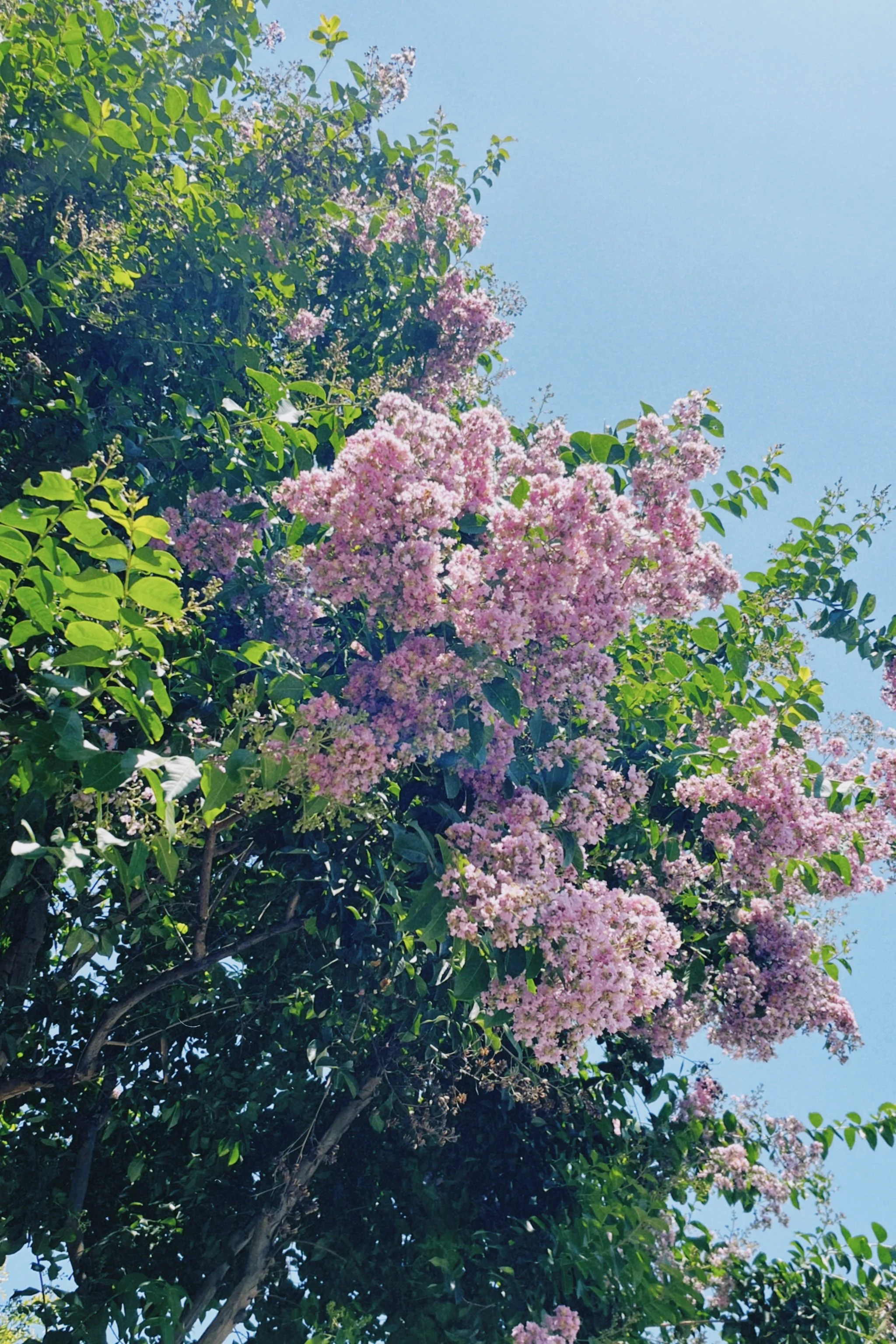 Pink flowering tree with green leaves against a clear blue sky.