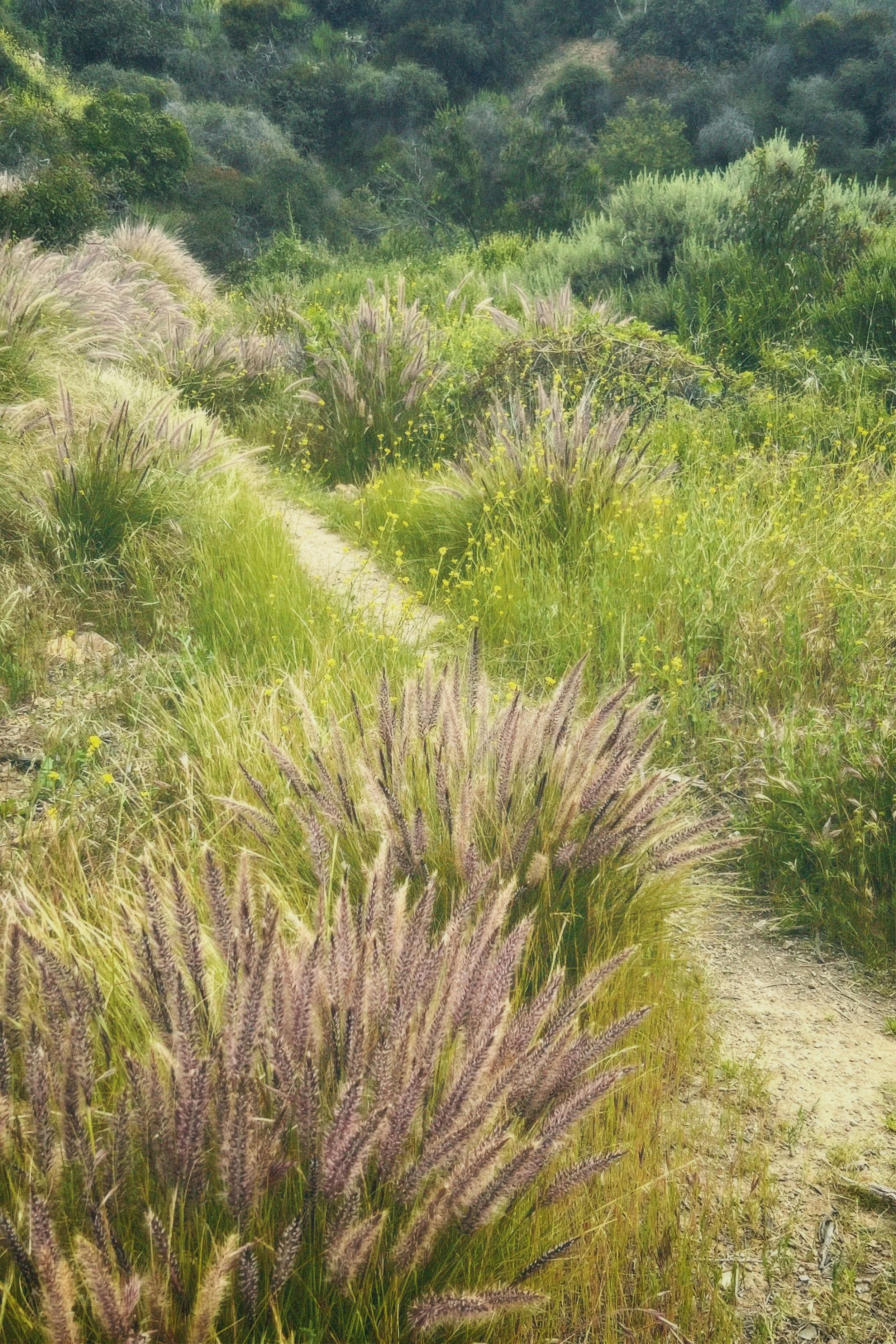 A narrow dirt path winds through tall, purple and green grasses and plants in a lush, green, hilly landscape.