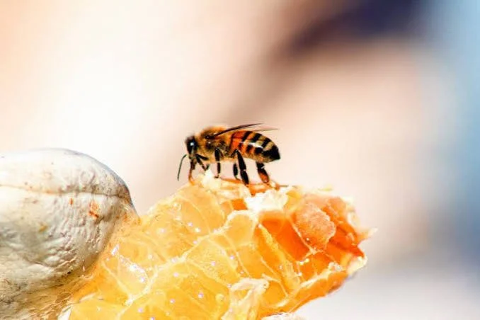 A honey bee collecting nectar from a piece of honeycomb. Organic honey. West Virginia. Pollinators. Appalachia