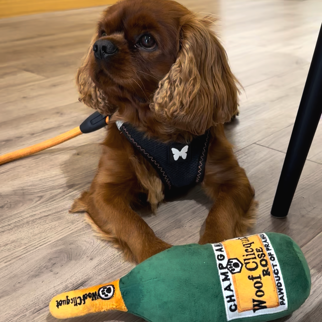 Un chien de race Cavalier King Charles Spaniel assis sur un sol, à côté un jouet pour chien en forme de bouteille de Champagne
