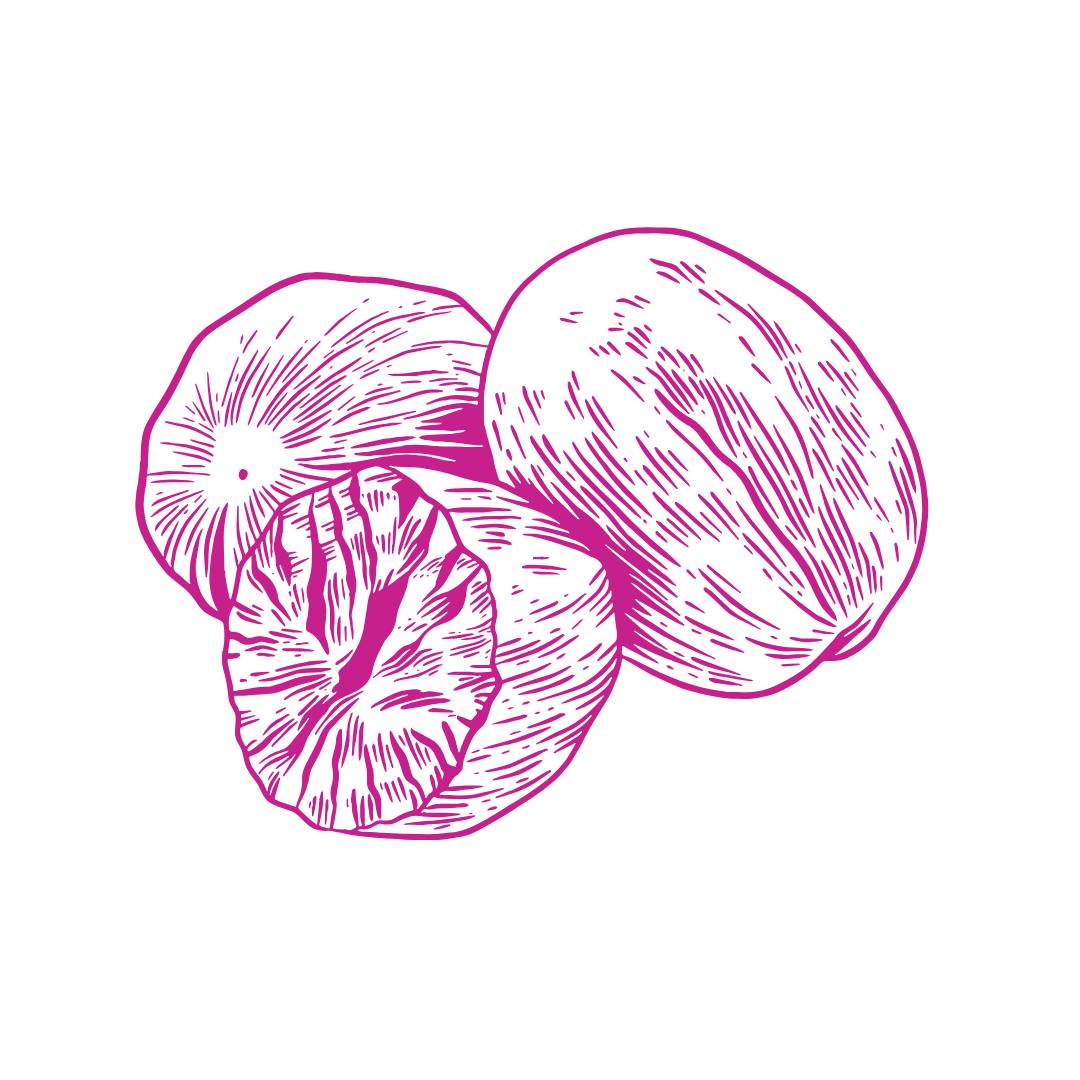 Three nutmeg seeds, illustrated in bright pink line art, with one seed split open revealing the inside