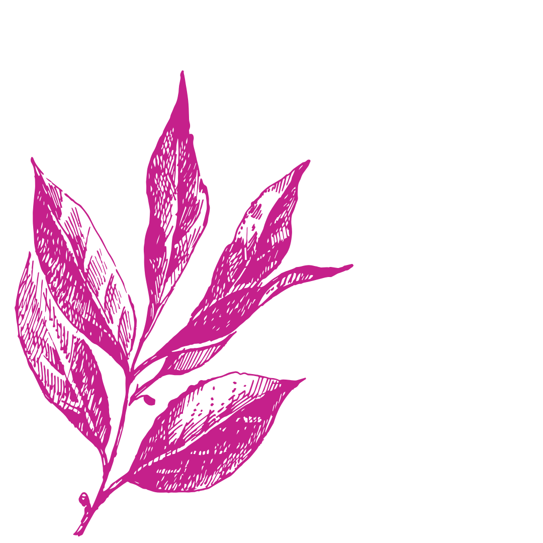 Faint background magenta line art illustration of four leaves