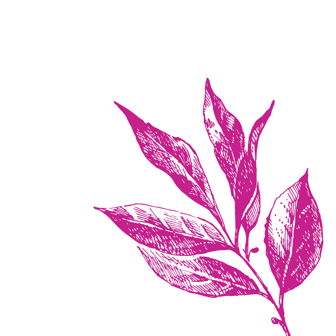Faint background magenta line art illustration of four leaves