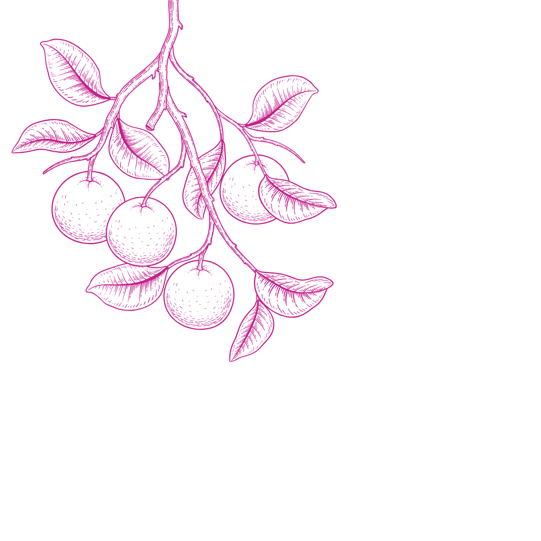 Faint background magenta line art illustration of leaves and orange on the bough of a branch