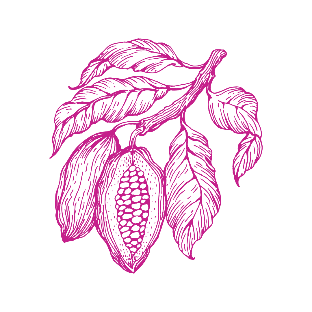 Bright pink illustration of a cacao pod and leaves in bright pink line art , with the pod shown cut open to reveal rows of beans