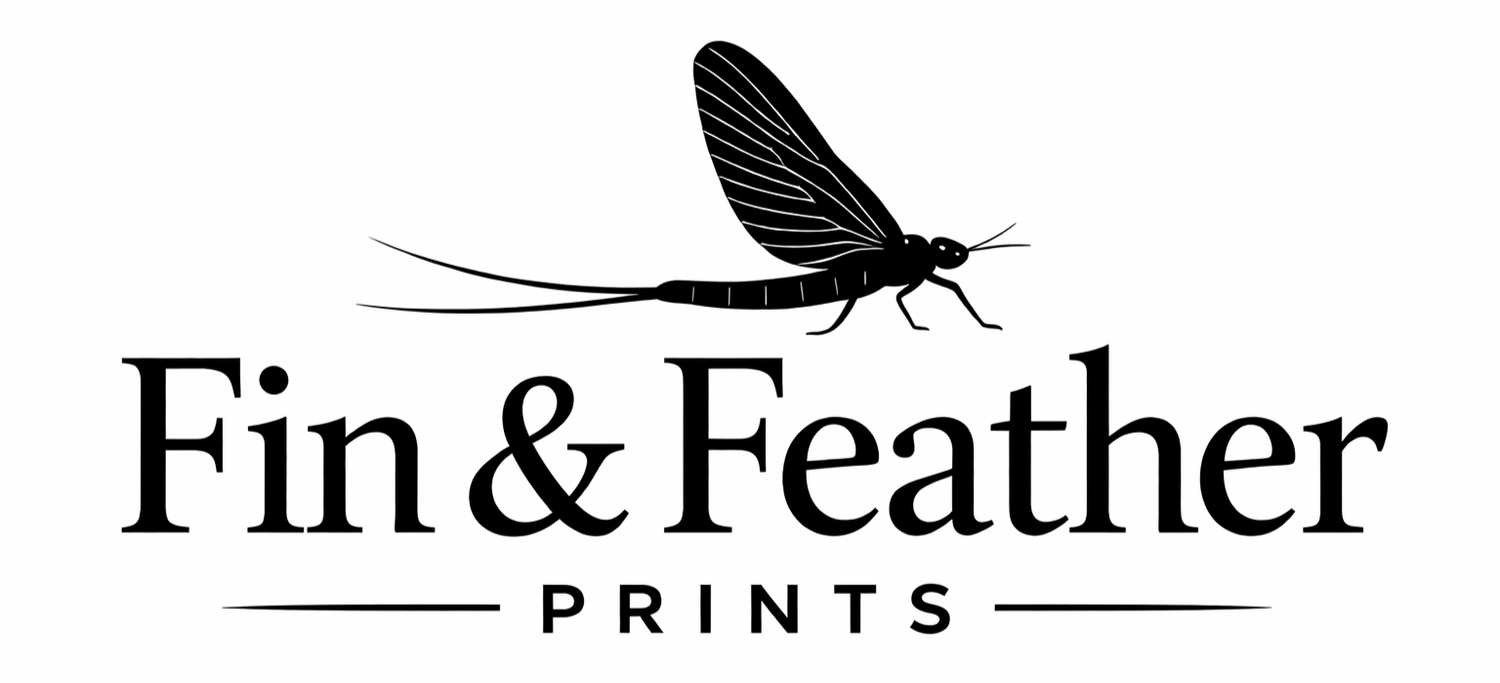 Fin &amp; Feather Studio
