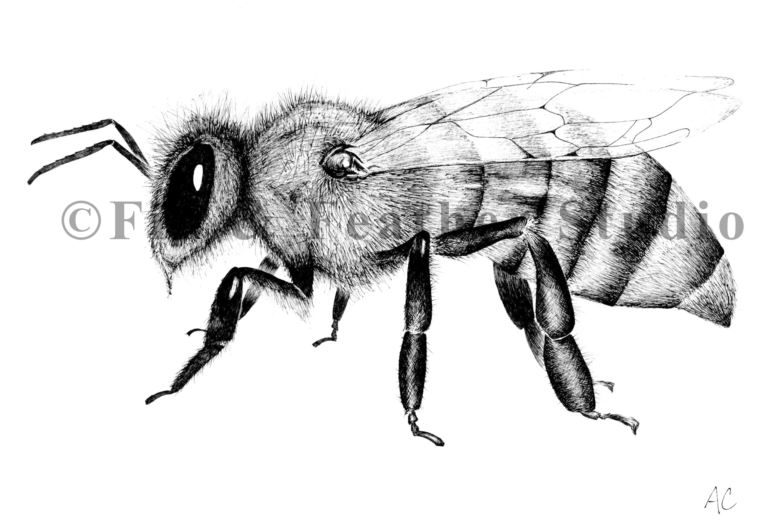 Honey Bee_Watermark.jpg