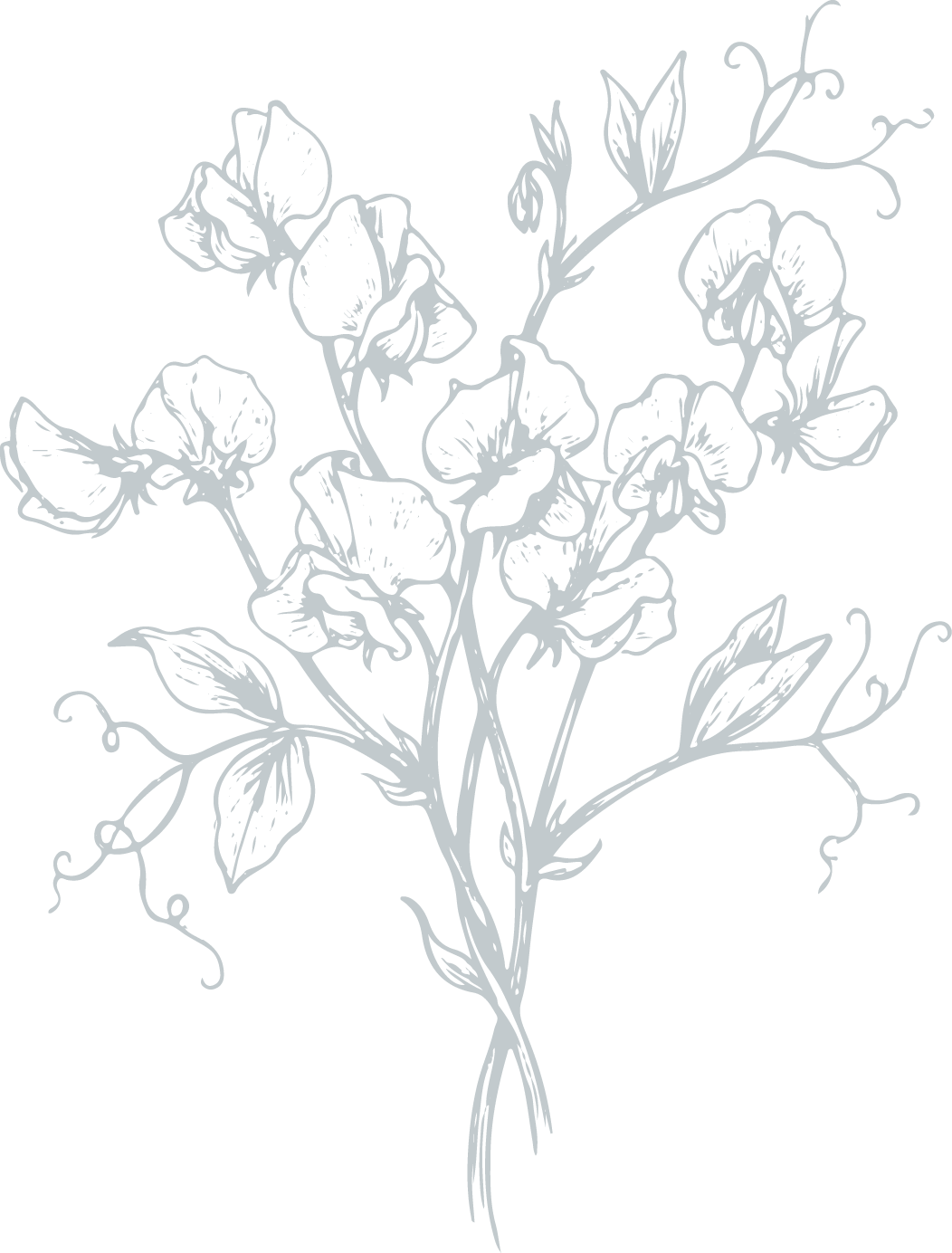 White outline drawing of a bunch of sweet peas with leaves and tendrils on a black background.