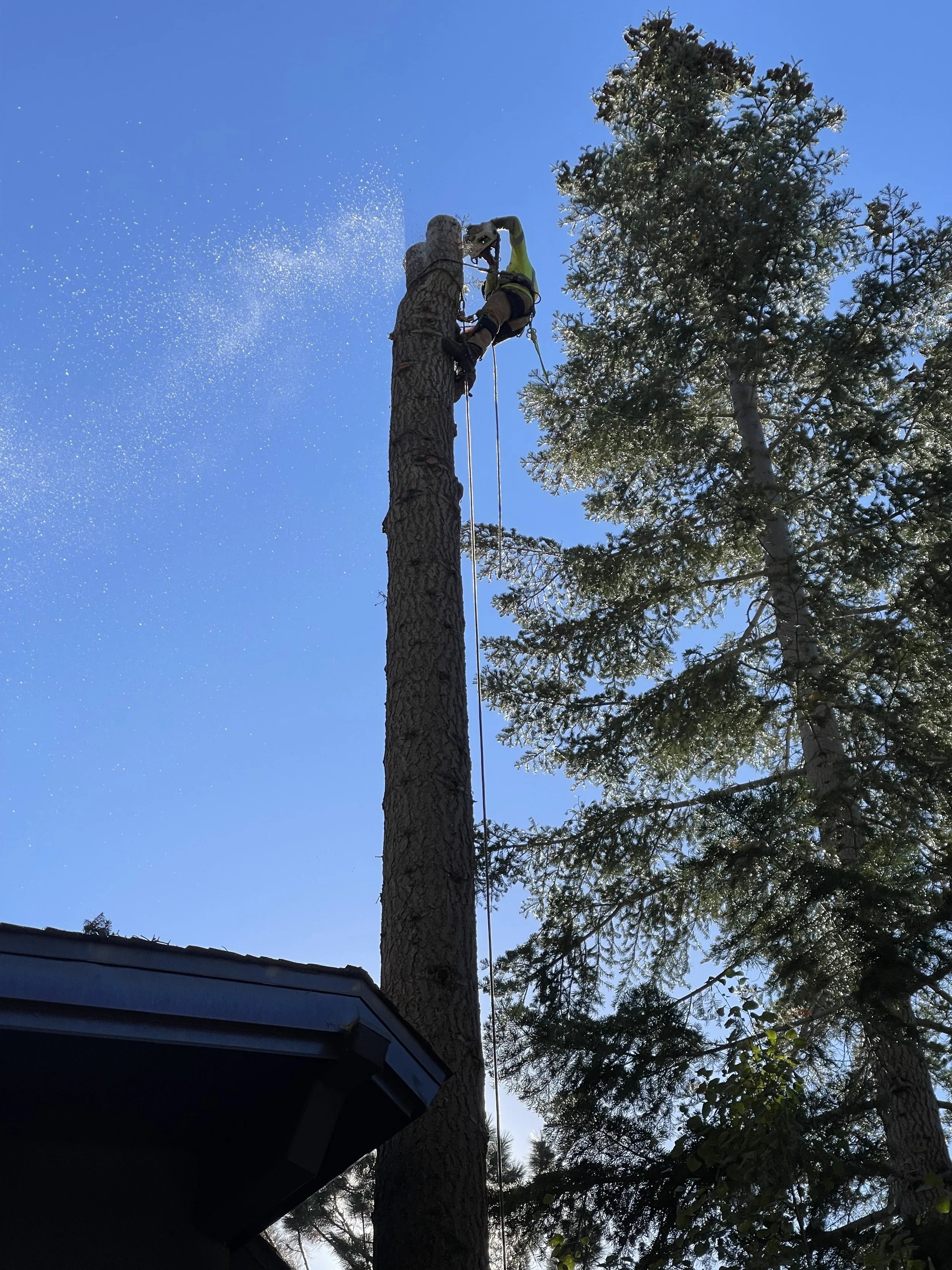 A person wearing a helmet and harness climbing a tall pine tree using a chainsaw, with irrigation spray or sawdust in the sky, and other trees in the background.