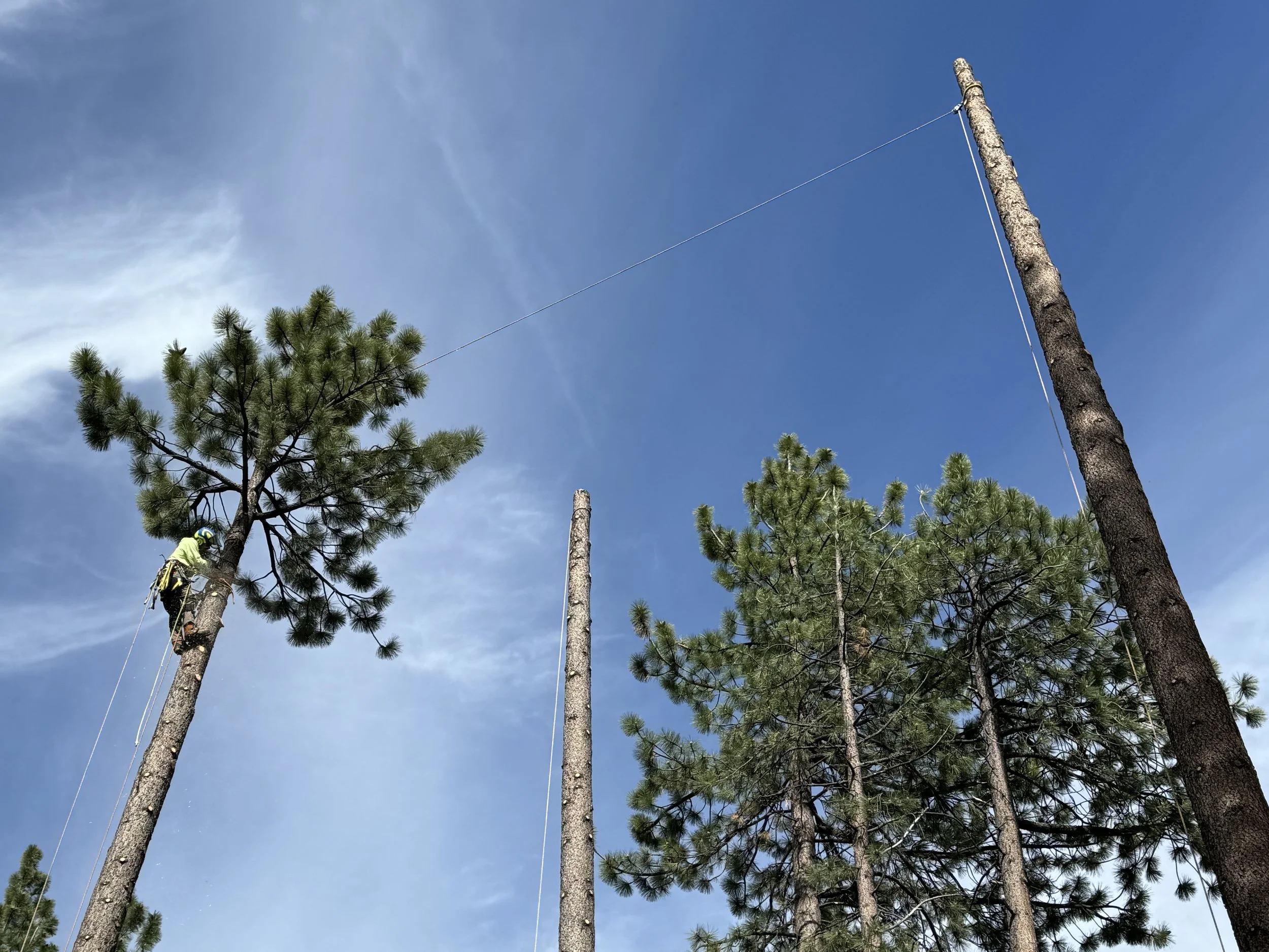 A person wearing safety gear climbing a tall pine tree with a rope, set against a bright blue sky with some thin clouds.
