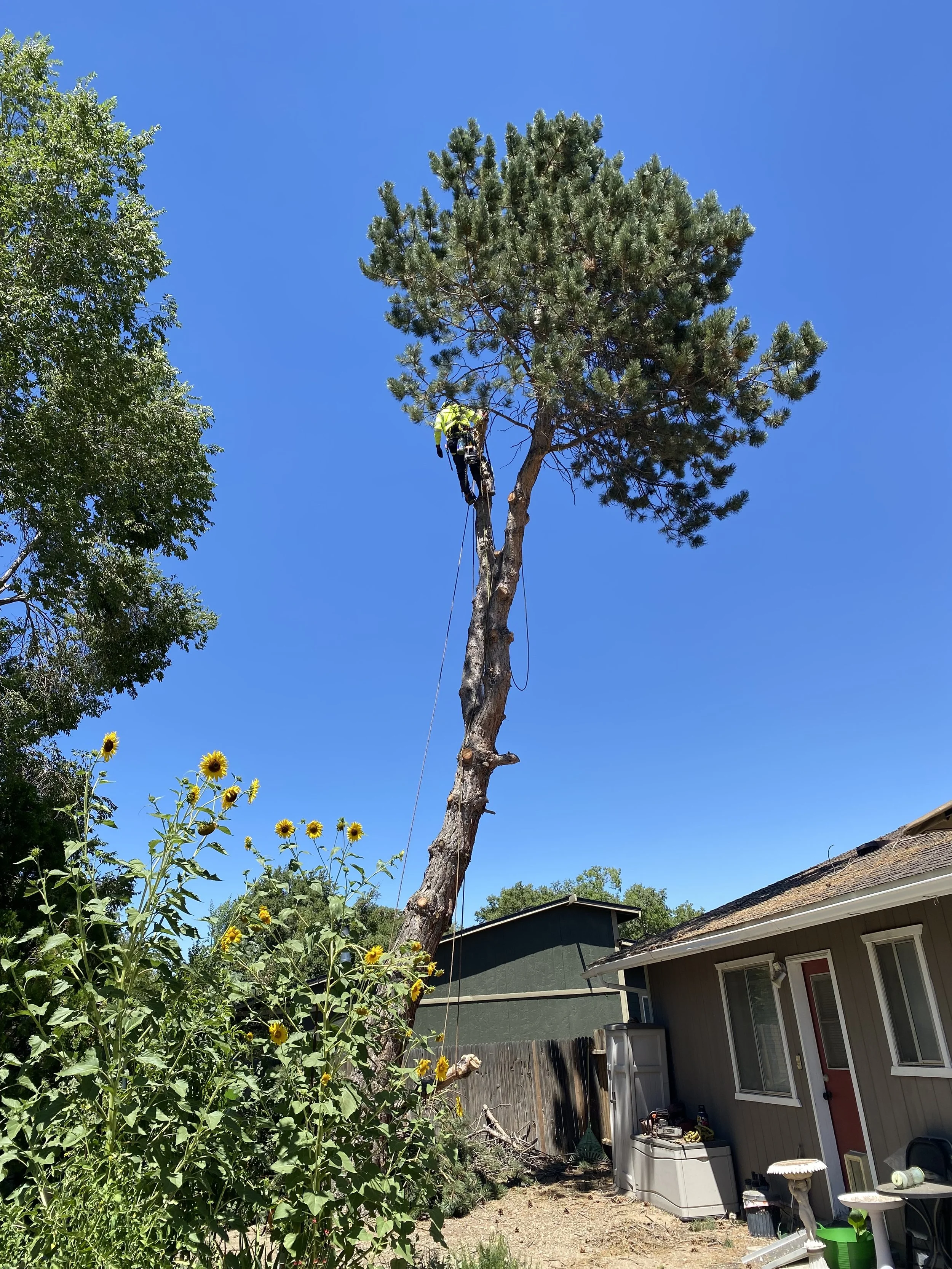 A person in a yellow safety vest and helmet is climbing a tall tree in a residential backyard, using ropes and climbing gear. The backyard has sunflowers and a house with a gray exterior and a sloped roof.