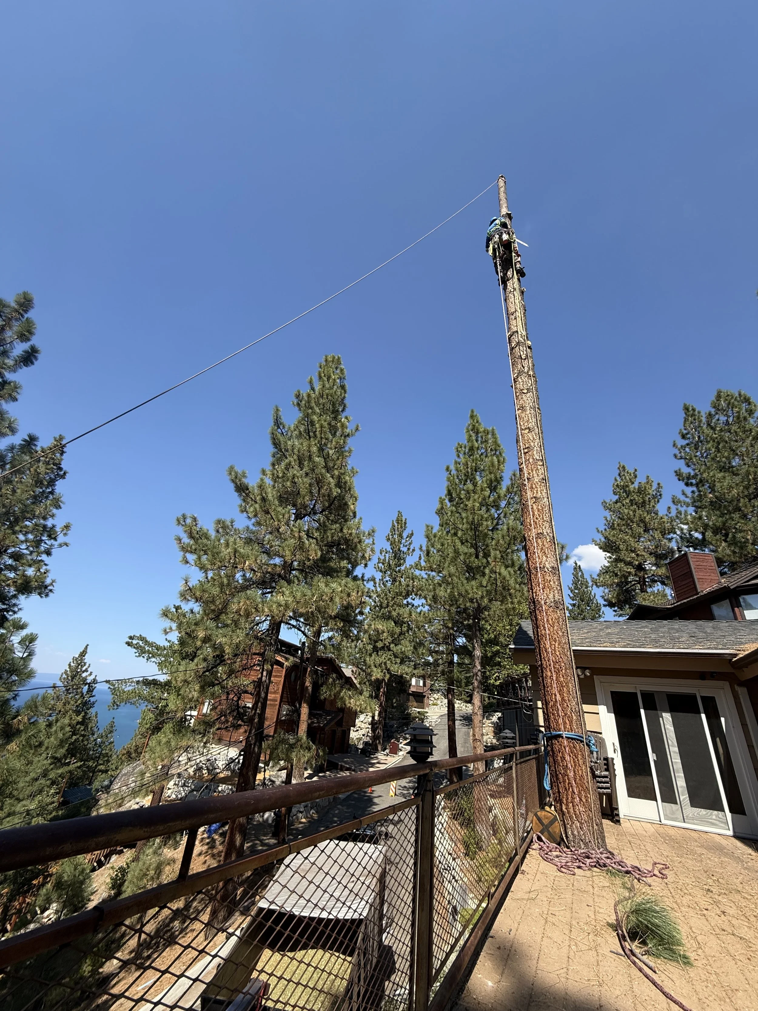 A worker climbing a utility pole with safety gear on a clear, sunny day in a residential area surrounded by tall pine trees.