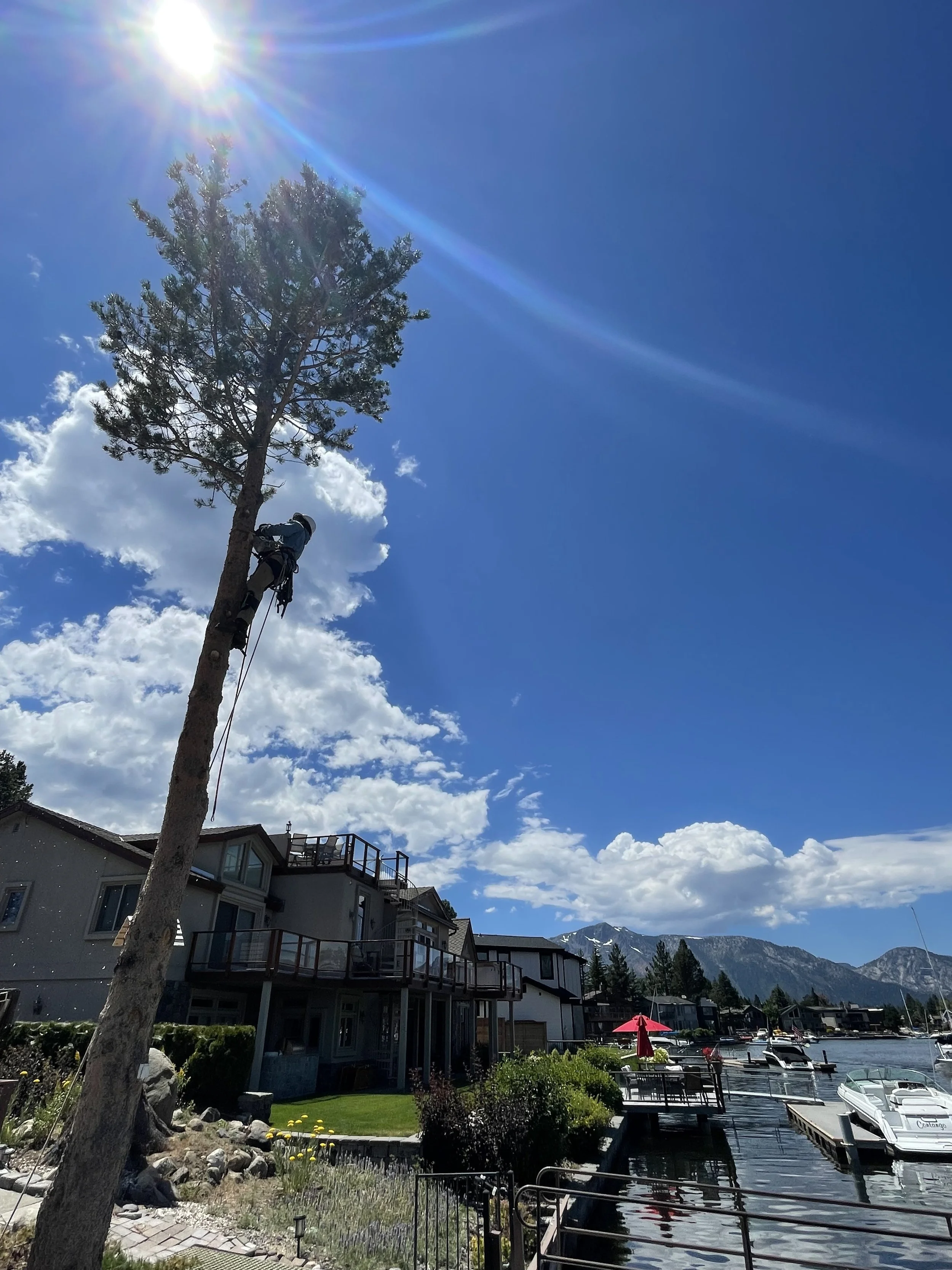 A person climbing a tall tree near a residential neighborhood by a lake, with mountains in the background and a bright sunny sky.