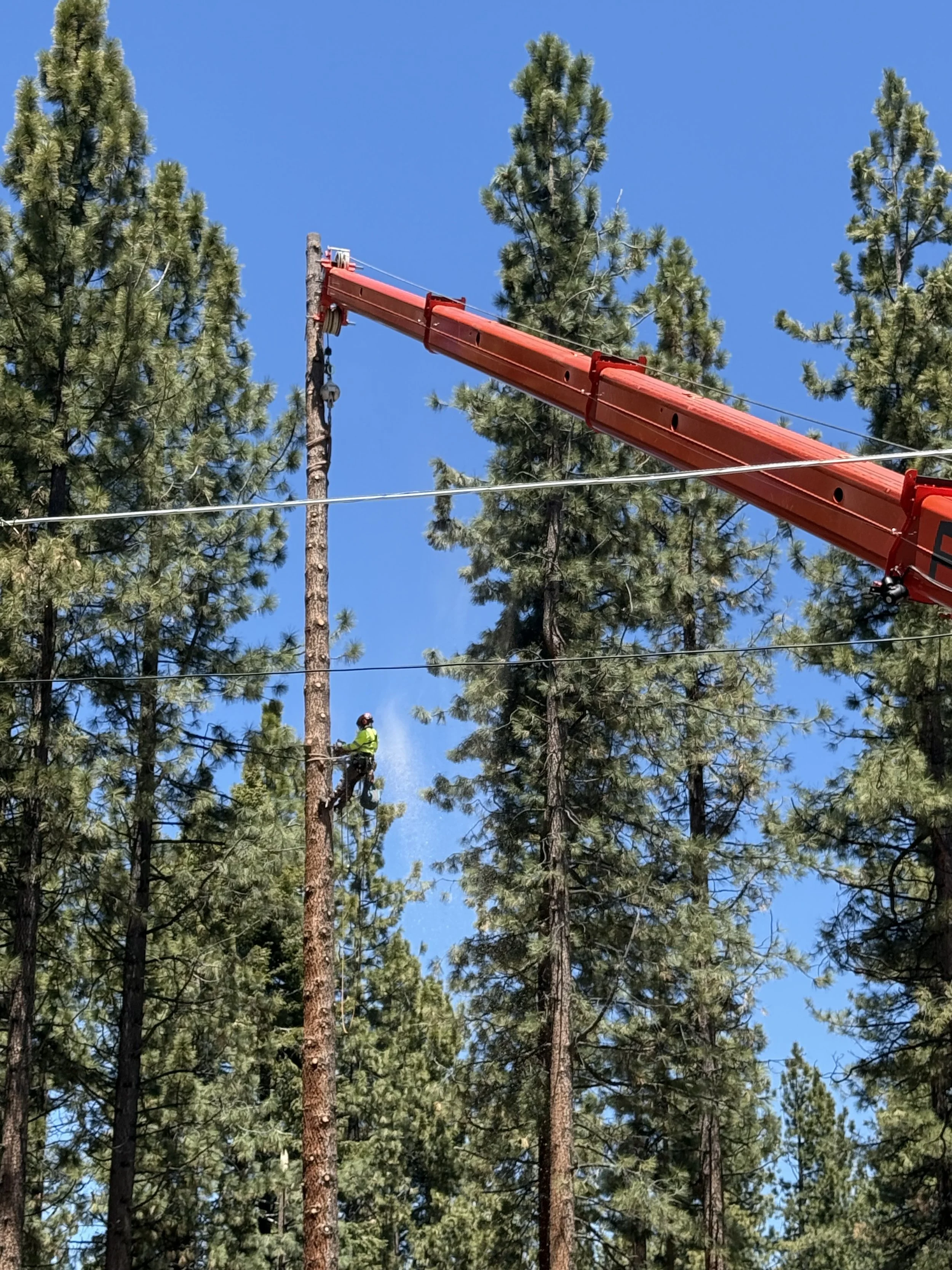 A worker wearing a harness and helmet on a tree, using a lift or bucket truck to trim or cut branches among tall trees in a forested area.