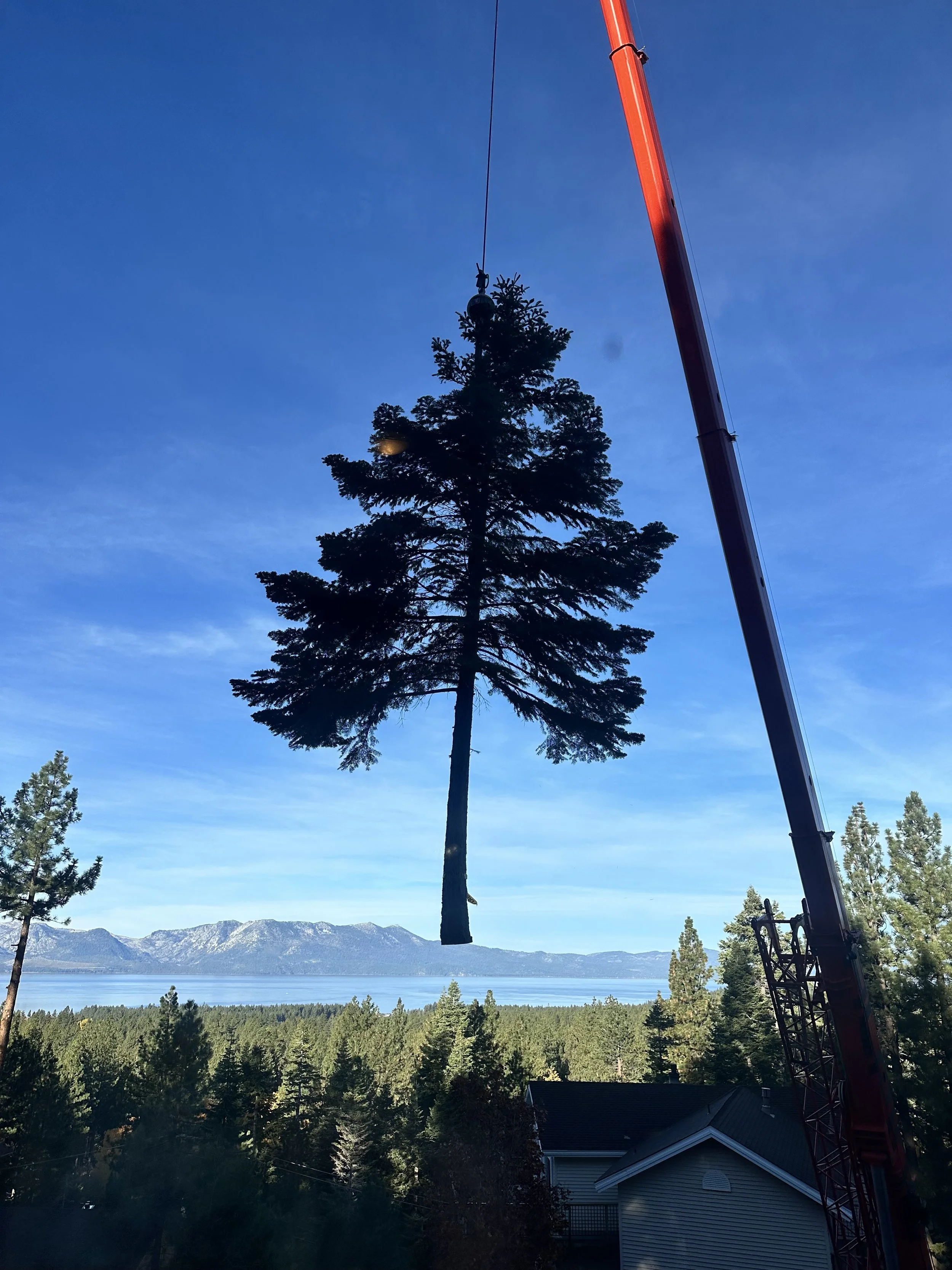 A large crane lifting a tall pine tree against a blue sky with mountains in the background, near a residential area with houses and a forest.