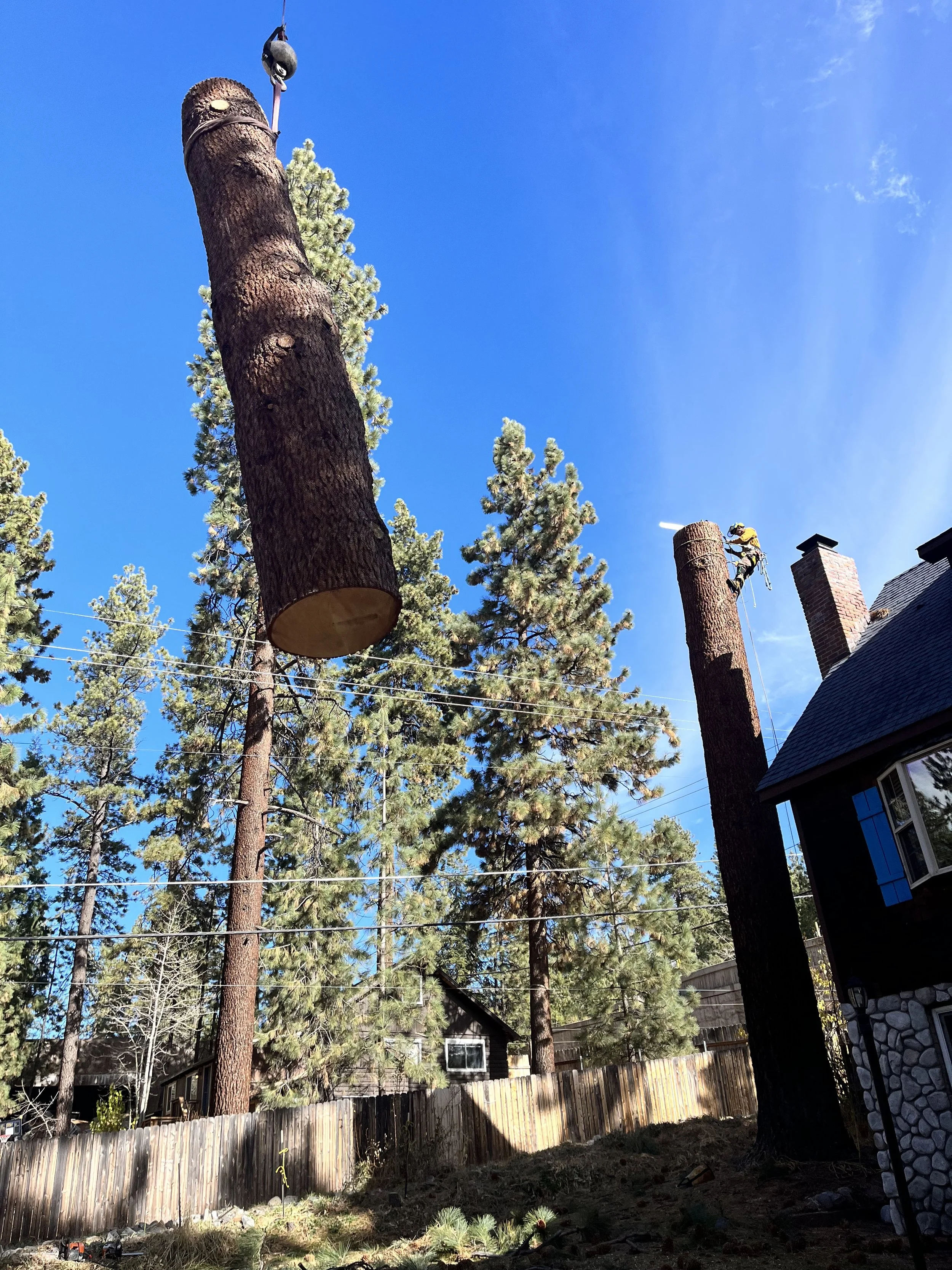 A person in a yellow shirt and helmet is cutting down a tall tree with a chainsaw high in the yard of a suburban house, with other trees, a wooden fence, and a house with chimneys in the background.