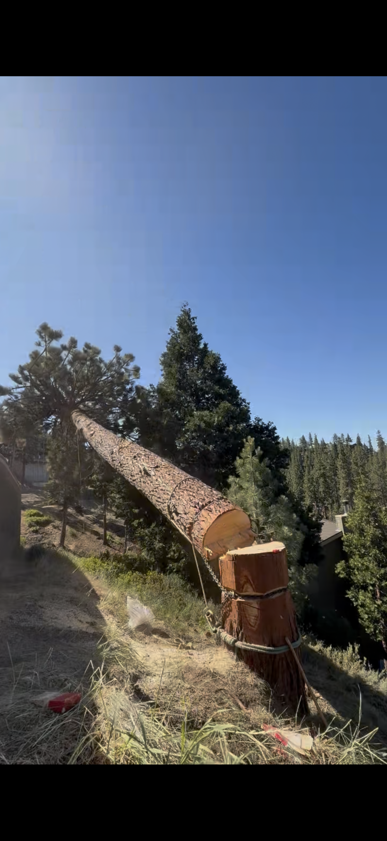 A fallen tall pine tree on a slope, with a clear blue sky and other trees in the background.