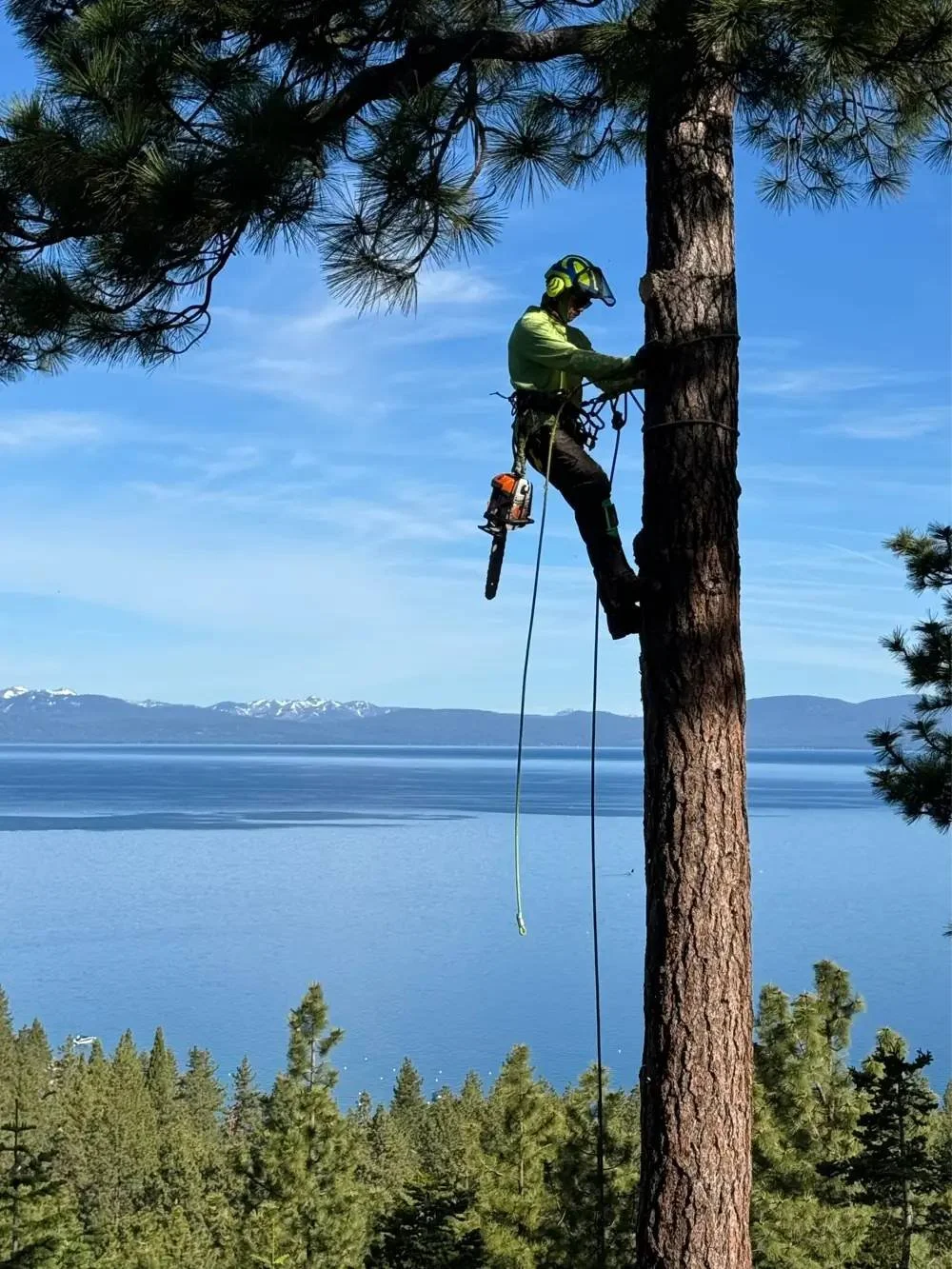 A worker climbing a tall pine tree while using safety gear, with a scenic lake and mountains in the background.