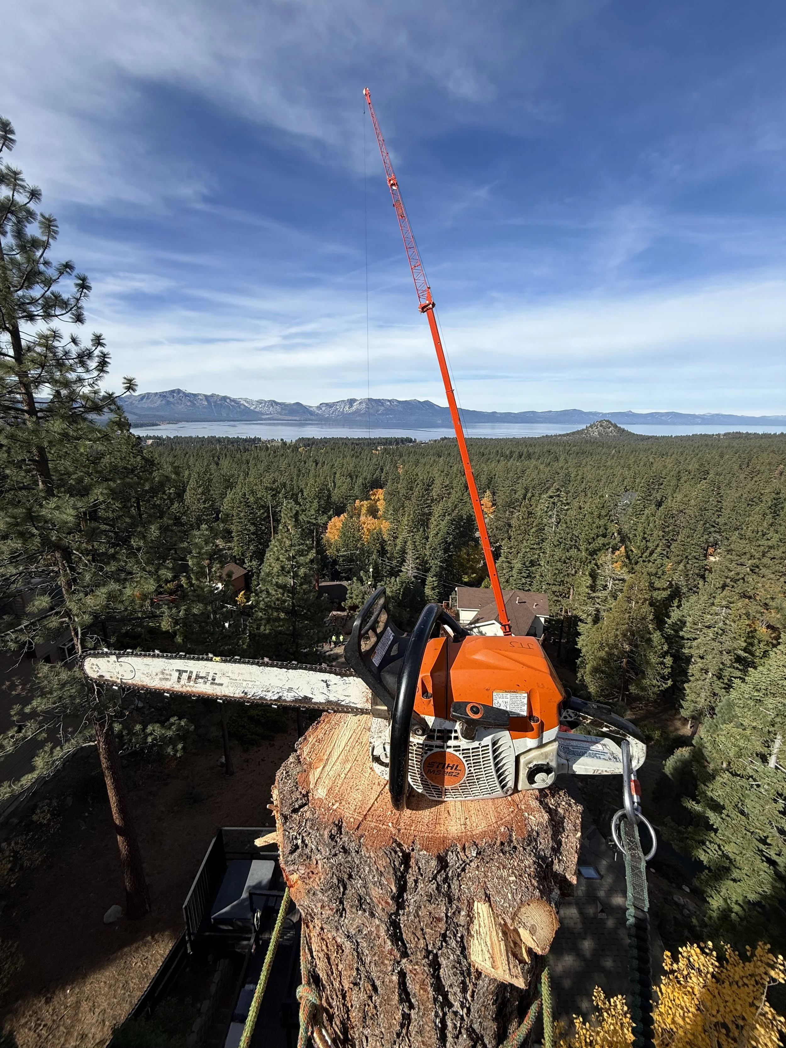 A chainsaw with the brand 'STIHL' rests on top of a large tree stump in a forest, with a crane extending into a clear blue sky in the background.