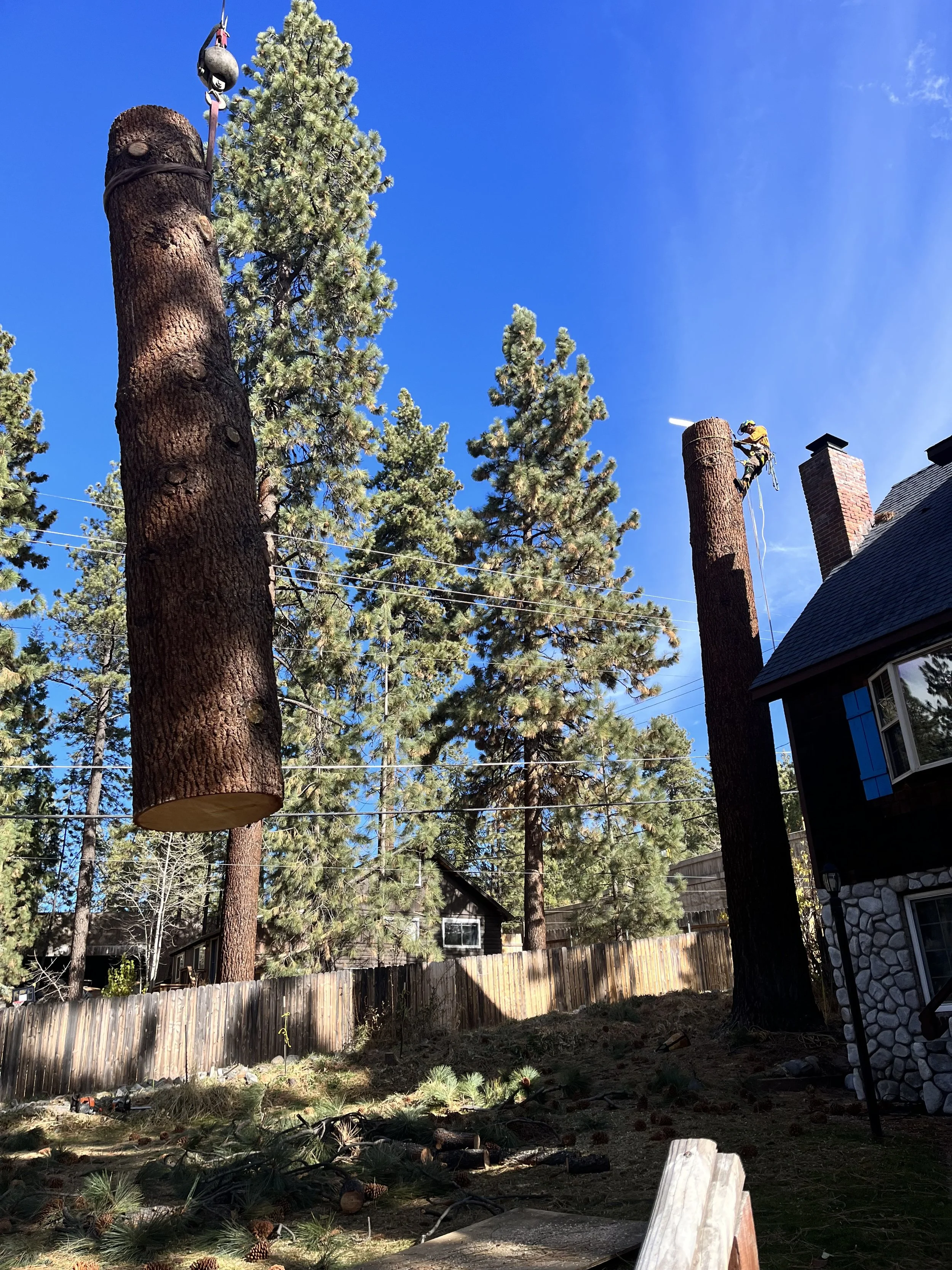 Two workers cutting tree trunks on tall pine trees in a backyard with a stone chimney house, wooden fence, and blue sky.