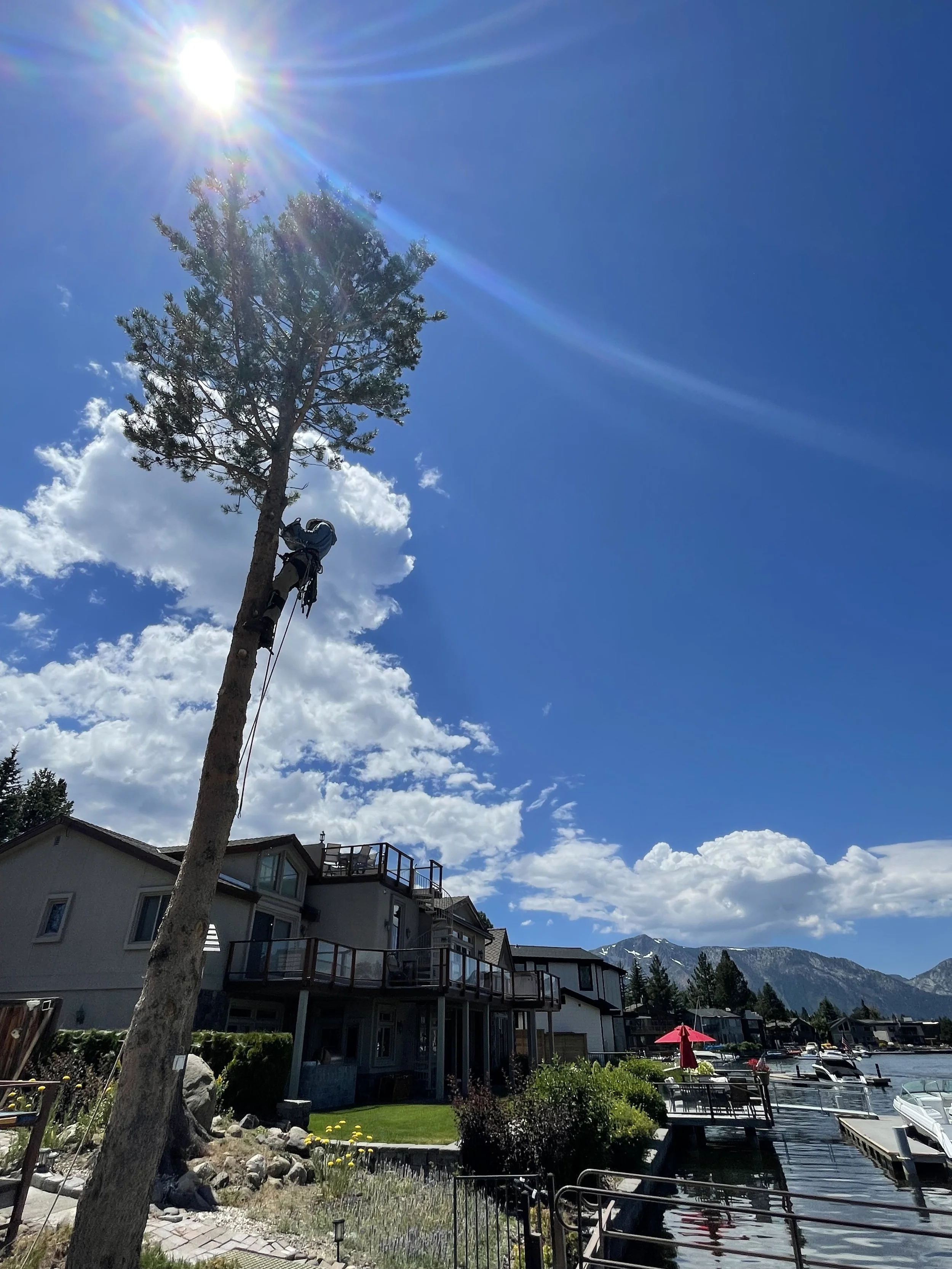 A person climbing a tall tree beside a lakeside residential area on a sunny day with bright blue sky and clouds.