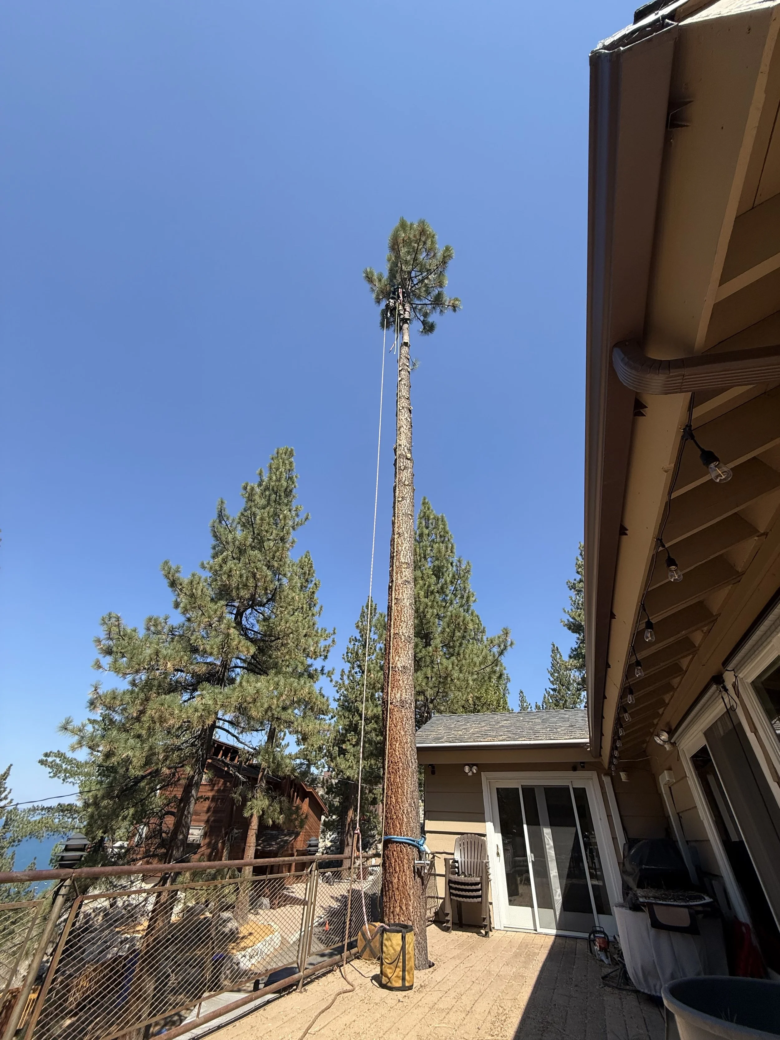A backyard patio area with a tall pine tree, house exterior, patio furniture, and a string of outdoor lights under a clear blue sky.